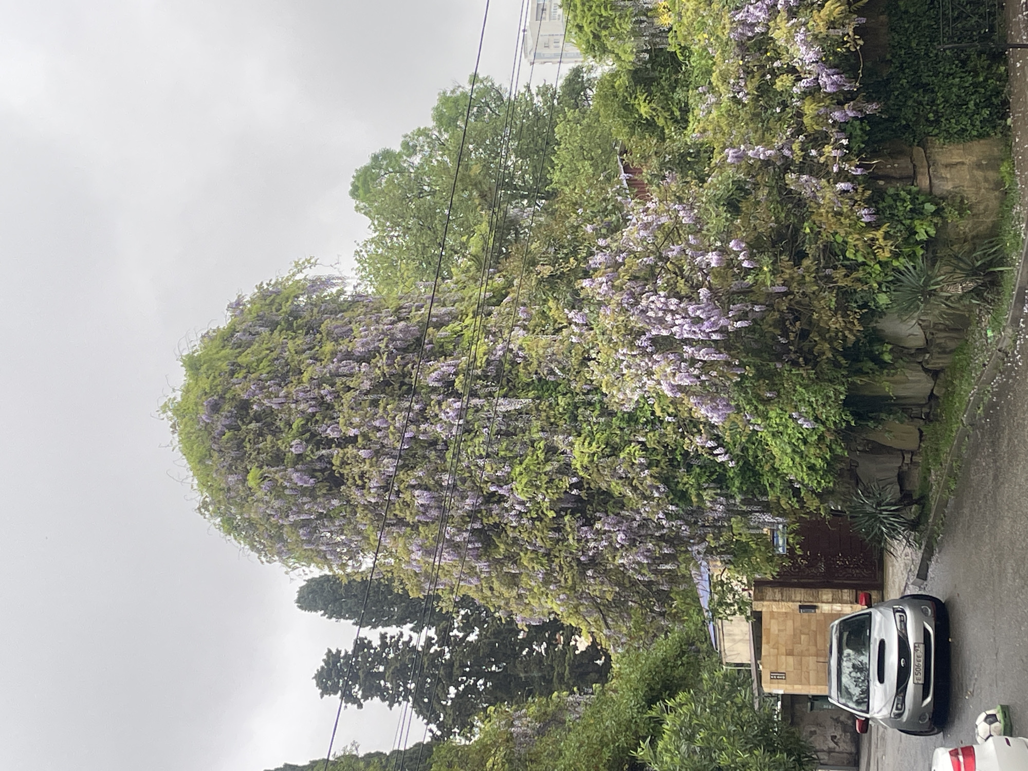 A street scene in Sochi, Russia, on a cloudy day. The predominant feature is a large, sprawling Wisteria vine heavily laden with purple blossoms, obscuring much of the architecture behind it. Electrical wires are visible against the overcast sky, crossing near the top of the frame. A silver car is parked on the edge of the road, facing towards the viewer. Parts of buildings with stone facades are visible to the right of the image, partially obscured by the foliage. Various other trees and greenery are seen filling the frame. There are no people visible in the image. The street appears wet, possibly from rain.