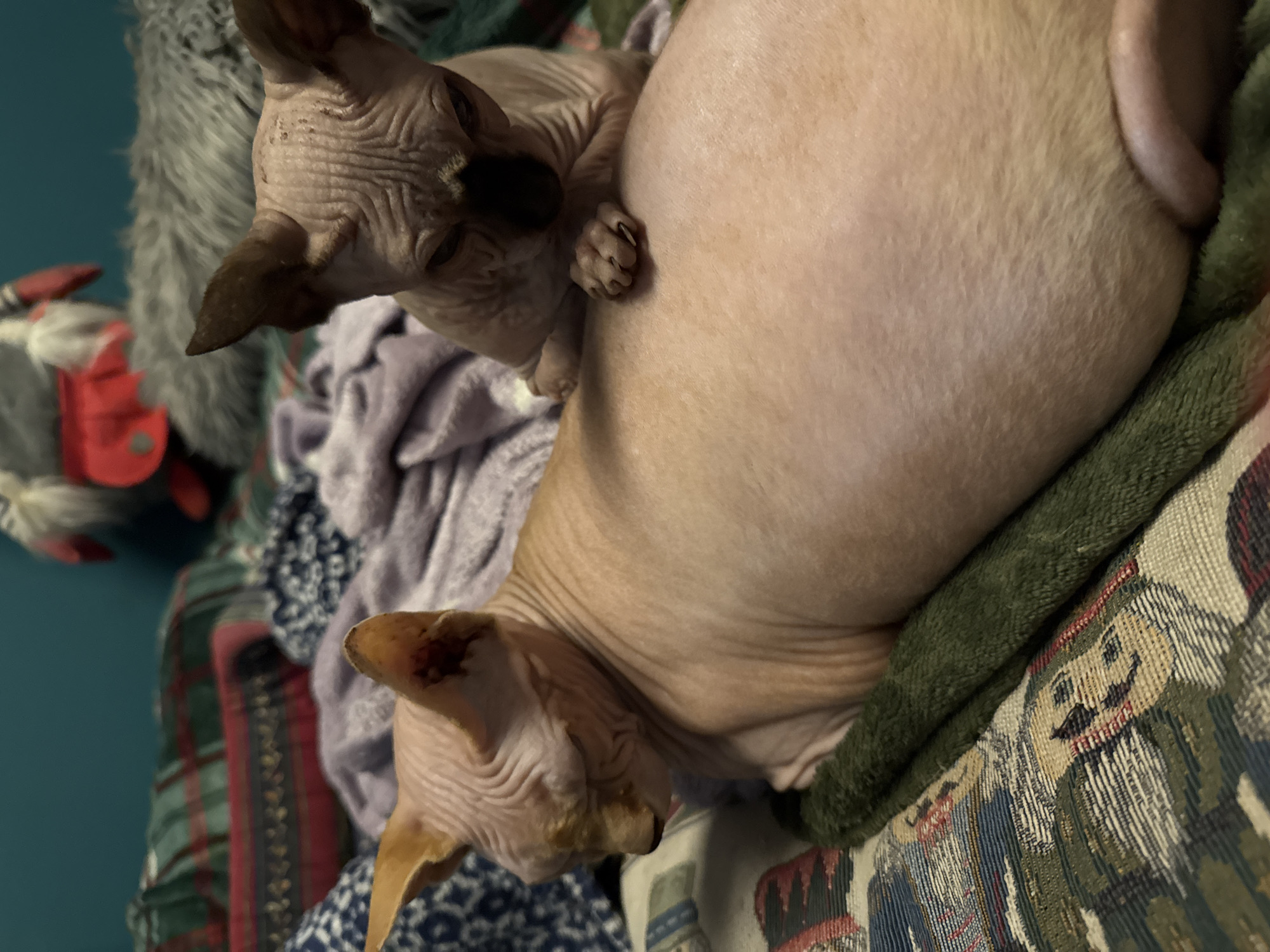 Two Sphynx cats, one larger and one smaller kitten, are resting on a bed with a patterned quilt and blankets. The larger cat is positioned in the foreground, facing left with its eyes closed. The kitten is on the larger cat's back, facing forward and downward, with its paws resting on the larger cat's fur. The background shows a blurred stuffed animal. The scene appears to be indoors.