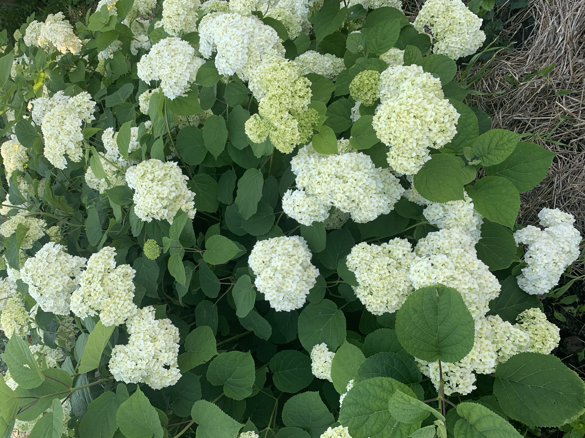 A dense cluster of white hydrangeas with large, lush green leaves fills the frame. The flowers are in full bloom, appearing as large, rounded pom-poms composed of many small individual florets. Some of the flower heads show hints of pale green, suggesting they are either in the process of opening or are a variety that naturally has green hues. The leaves are broad and ovate with serrated edges, providing a rich backdrop of vibrant green. The texture of the leaves is slightly rough and veined. The scene is lit by natural light, casting soft shadows and highlighting the delicate details of the blossoms. The ground beneath the bushes appears to be covered in dry grass and twigs, indicating an outdoor setting. The image is taken from a slightly elevated, eye-level perspective, looking down into the bush. This scene could be located in a garden or park area within the city of Карманово, Russia. There are no people or animals visible in the image.