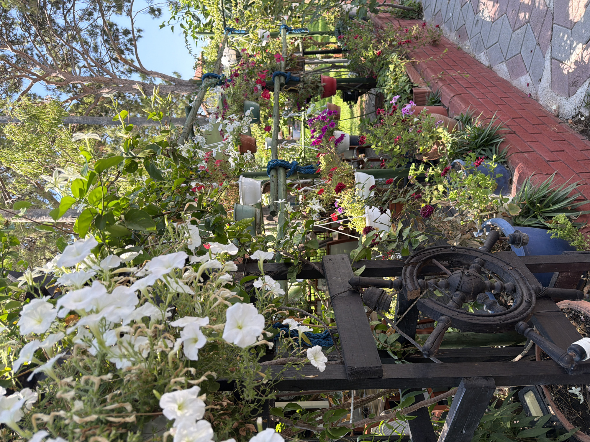 The image depicts a vibrant garden setting in Kemer, Turkey, characterized by an abundance of flowering plants and lush greenery. A wooden fence, adorned with a decorative steering wheel, separates the garden from a brick-lined walkway. Numerous potted plants are strategically placed along the fence and on tiered shelving, showcasing a variety of colorful flowers including white petunias and pink and red blooms. In the background, tall trees reach towards a clear blue sky. The scene is bathed in sunlight, creating a warm and inviting atmosphere. There are no people or animals visible in the image.