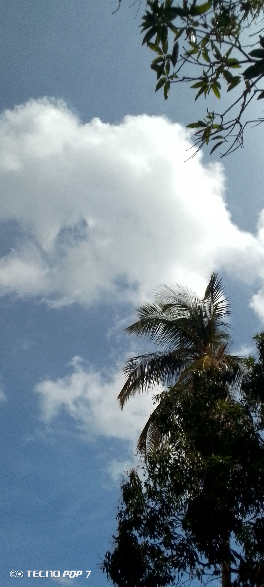 The image shows a view looking up at a cloudy blue sky with a palm tree and other vegetation visible. The location is in Altagracia, Venezuela. The image has a label "TECNO POP 7" on the bottom left.