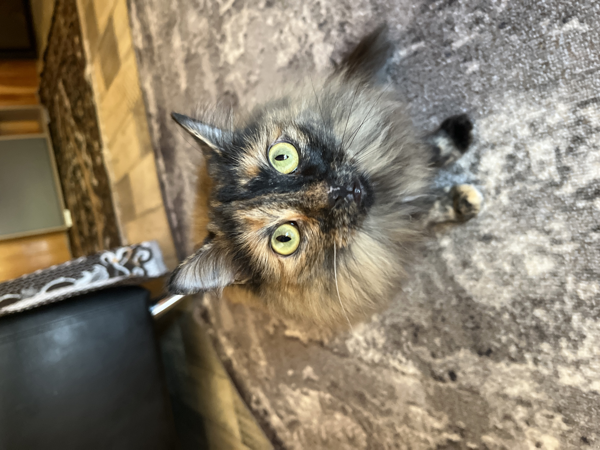A tortoiseshell cat with bright green eyes sits on a patterned rug. The cat's fur is a mix of black, orange, and cream, with a fluffy mane. The background shows a dark leather chair and a wooden floor. The image appears to be taken indoors, possibly in a residential setting in Pamyati 13 Bortsov, Russia.