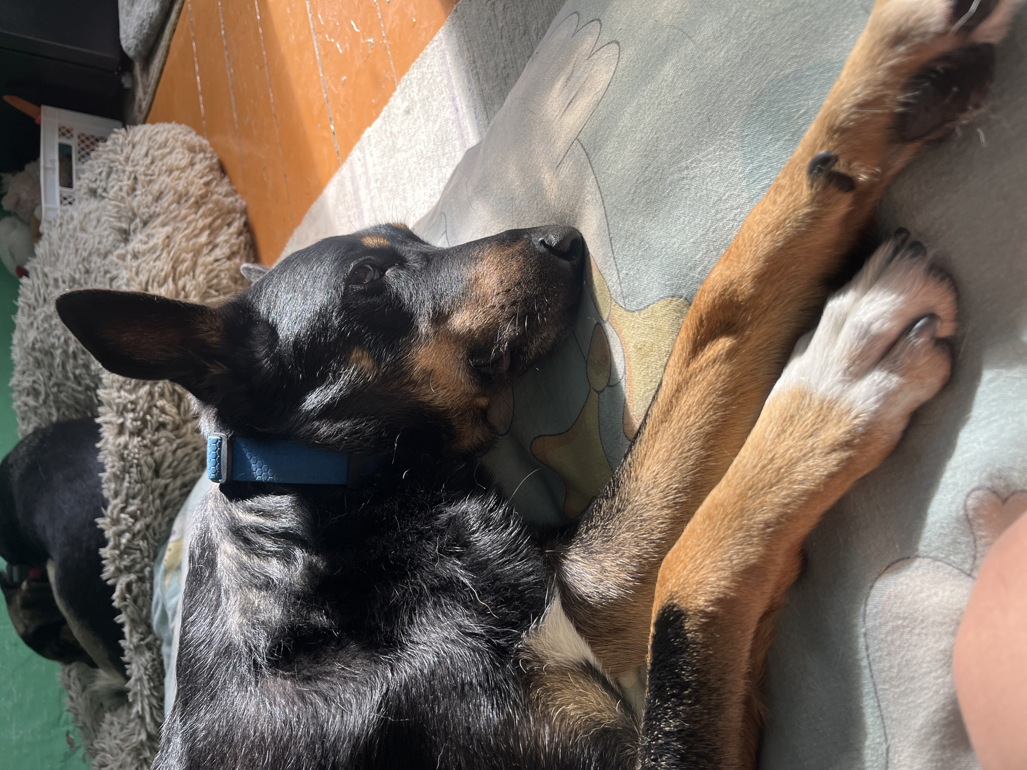 A black and tan dog with a blue collar lies on a patterned cushion, its head resting on its paws. Sunlight streams across the scene, illuminating the dog's fur and casting shadows on the wooden floor and a rug in the background. A fluffy dog bed and a white plastic basket containing toys are visible behind the cushion. The setting appears to be an indoor residential space.