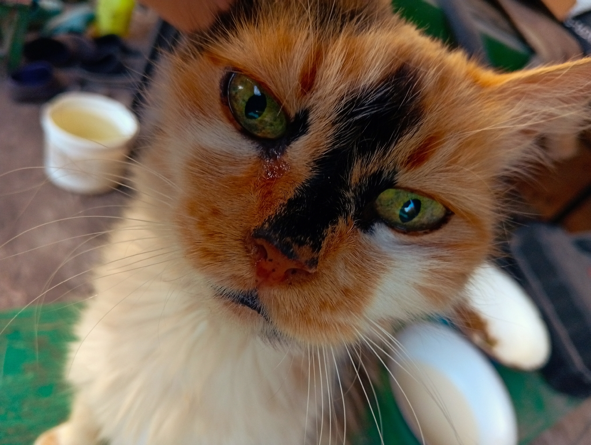 A close-up shot focuses on the face of a tortoiseshell cat. The cat's fur is a mix of orange, black, and white. Its green eyes are prominent, with one eye exhibiting a slight tear. The cat's nose is a dark color with pinkish accents. Long whiskers extend from its muzzle. In the background, out of focus, are some objects that appear to be household items, possibly including a white container with a pale yellow liquid. The overall scene suggests an indoor or semi-outdoor environment. The image does not provide any information about its location in the city of Unknown, Unknown.