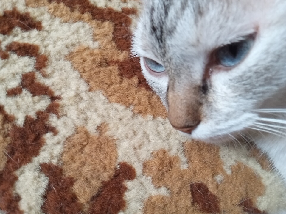 An extreme close-up shot shows the face of a light-colored cat with blue eyes, resting on a patterned carpet. The cat's head is tilted to the side, with its nose pointing towards the left of the frame. The carpet has a camouflage-like pattern of brown, tan, and cream-colored fibers. The image provides no information about its location within the city of Angren, Uzbekistan.