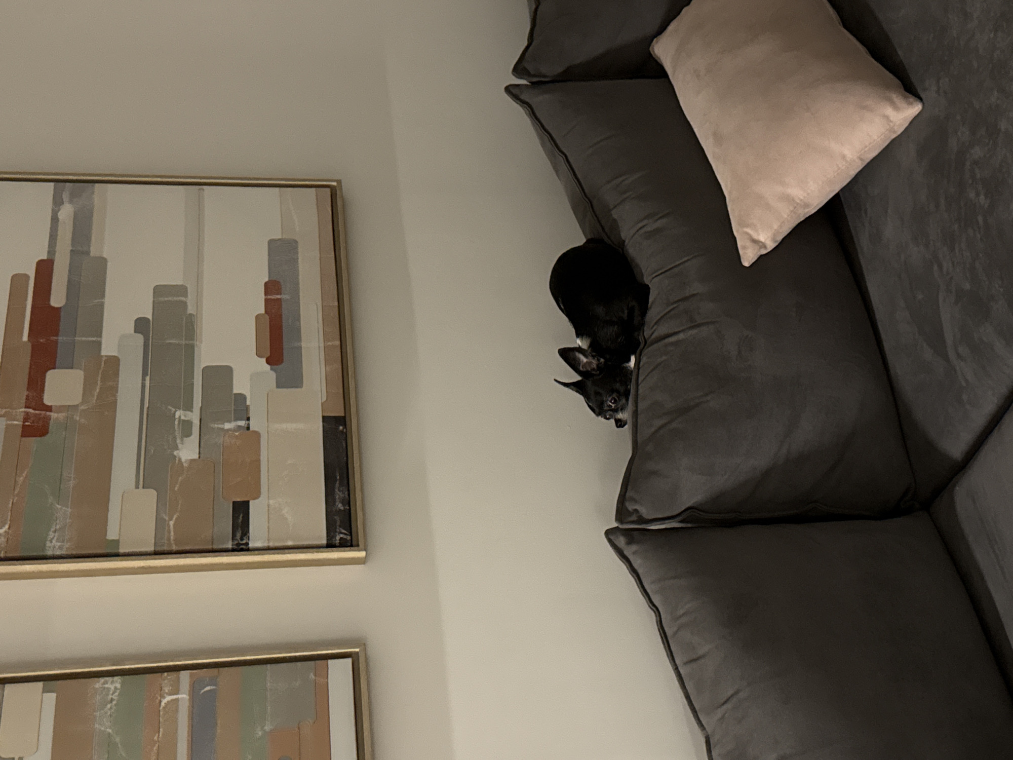 The image captures an indoor scene, likely a living room or lounge area, with a small black and white dog resting on a dark gray sectional sofa. The dog, possibly a chihuahua, is nestled comfortably into the corner cushions of the couch, with its head visible and looking towards the viewer. A light beige or blush-colored throw pillow is also placed on the sofa.
On the light-colored wall to the left, two framed abstract art pieces are displayed vertically. Each artwork features a collection of vertical and rectangular geometric shapes in varying shades of reddish-brown, gray, beige, white, and light blue, with subtle texture visible within the blocks. The frames are golden.
The lighting suggests an indoor setting, possibly artificial lighting, giving the scene a cozy atmosphere. No human activity is present, and the dog appears relaxed and comfortable. There is no visible text in the image. While the location context is provided as Ramat Gan, Israel, there are no specific visual cues within the image to confirm this.