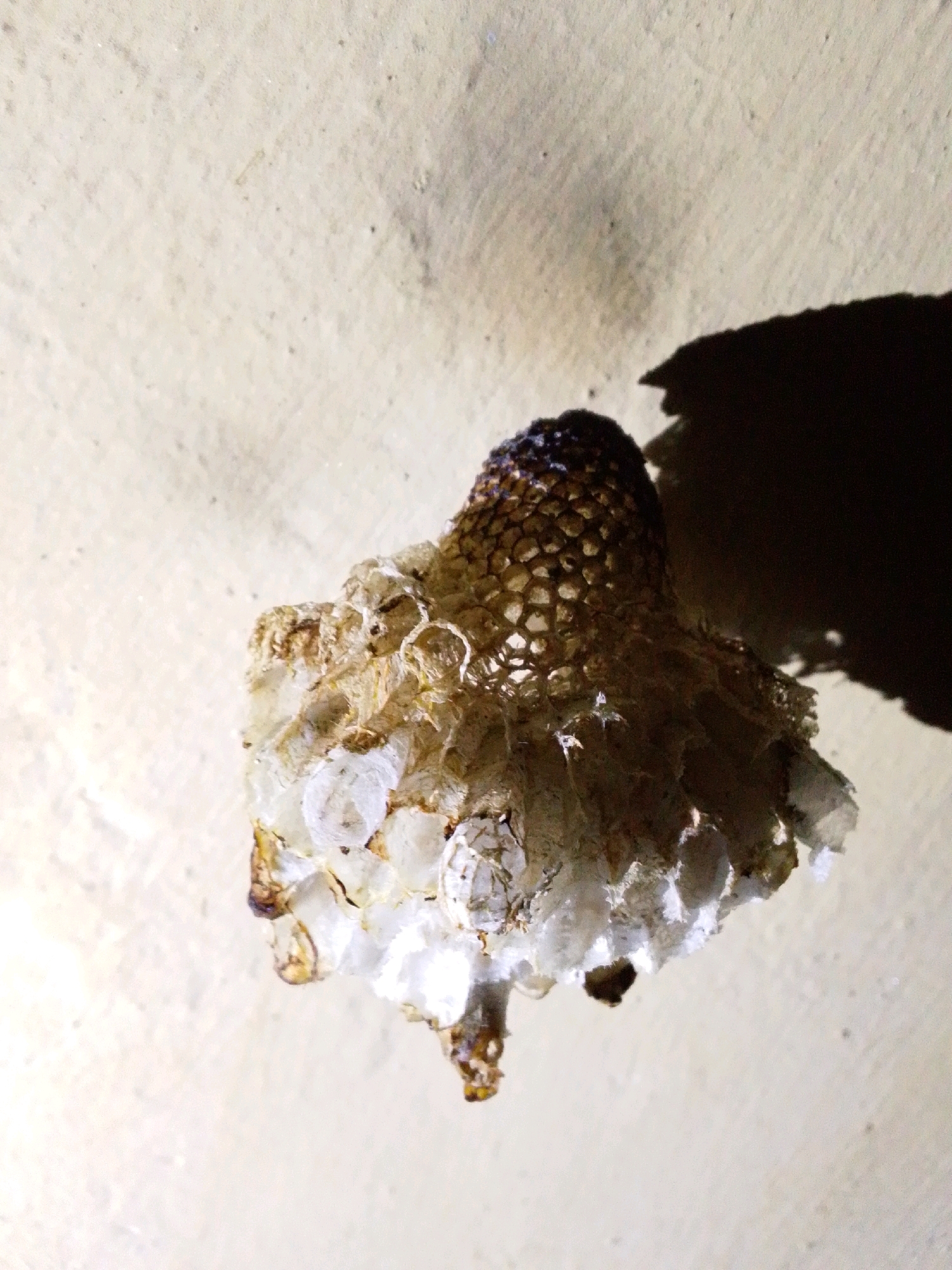 The image shows a detailed view of a dried honeycomb structure, possibly abandoned, hanging against a textured, light-colored wall. The honeycomb is intricate, with hexagonal cells visible, particularly at the top, which appears darker and more intact. The lower portion of the structure is lighter, appearing more delicate and partly broken, with some waxy remnants and what looks like dried remnants of its contents. A strong shadow is cast on the wall to the right of the honeycomb, indicating a light source from the left. The overall scene suggests an outdoor or semi-outdoor environment. The image does not provide any information about the city of Serti, Nigeria, or any human presence or activity.
