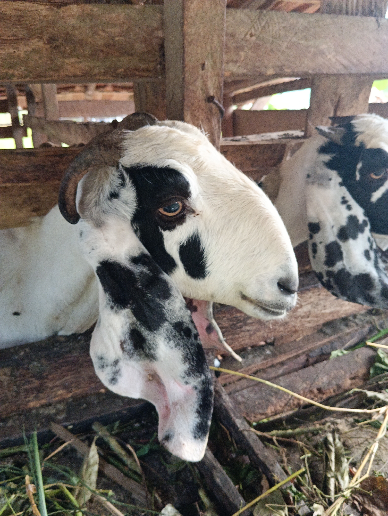 Two goats with white and black markings are in a wooden pen. The goat in the foreground is closer to the camera and is facing to the right. It has a horn on its left side, a prominent black patch over its left eye, and a long, drooping ear with black and white patches. The second goat is in the background to the right and is partially obscured. The pen is made of rough, weathered wooden planks. The ground inside the pen is covered with dry leaves and some green vegetation. The overall environment appears to be a rural or agricultural setting.