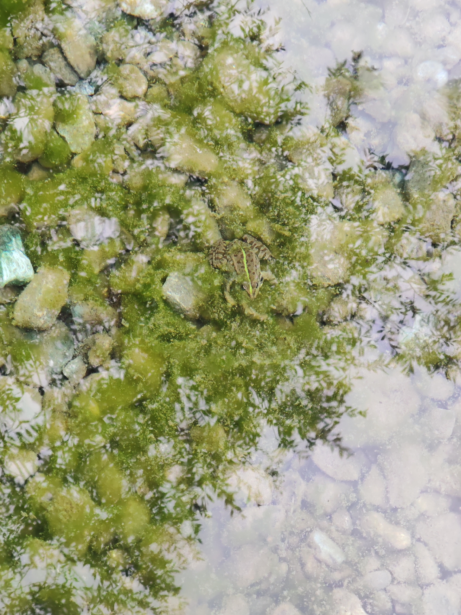 The image presents an overhead view of a frog camouflaged in shallow, clear water. The scene depicts a natural aquatic environment, likely a calm pond or stream. The bottom of the water body is covered with an assortment of small, light-colored stones and a dense growth of vibrant green aquatic plants, resembling algae or moss.
The main subject, a small frog, is positioned towards the upper-center of the frame. Its skin exhibits a striking pattern of mottled browns and greens, allowing it to blend almost seamlessly with the rocky and vegetated substrate below the water's surface. A distinct, lighter green or yellowish stripe runs longitudinally down the center of the frog's back. The frog appears stationary, likely resting or observing its surroundings, relying on its natural camouflage for protection.
The water is notably clear, enabling a crisp view of the stones and plants beneath. However, the surface of the water also acts as a reflective mirror. Blurred reflections of overhead green foliage, suggesting trees or bushes, are prominently visible, layering over the underwater elements. Brighter, indistinct patches within these reflections hint at the sky or a strong light source above. This interplay of submerged objects and surface reflections creates a rich, textured visual effect.
The image conveys a sense of tranquility and highlights the frog's remarkable adaptation to its habitat. The lighting suggests it is daytime, under calm weather conditions. There are no people visible, and no text is present in the media file.