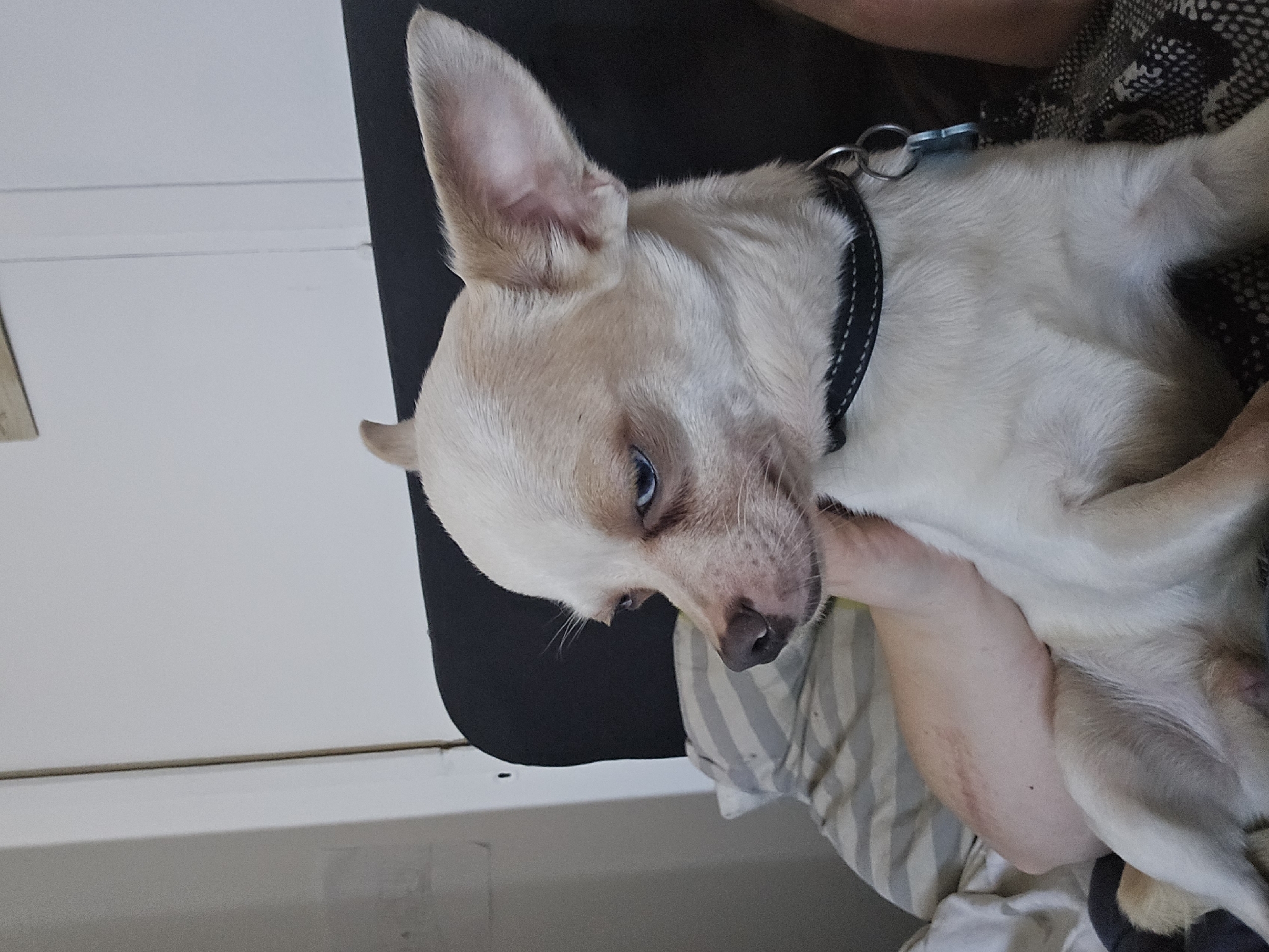 A close-up, portrait-oriented indoor shot features a small, light cream-colored dog with striking blue eyes, appearing relaxed while being held or resting on a person. The dog, likely a Chihuahua or similar small breed, has short fur, prominent erect ears, and a light brown snout. It wears a black collar with white stitching, a silver D-ring, and a light blue bone-shaped tag.
The dog is lying on its side, with its head slightly tilted, and its gaze directed downwards and to the left of the frame, conveying a calm or sleepy demeanor. Part of a person's fair-skinned arm and hand are visible, gently supporting the dog's body, particularly around its neck and chest.
The background includes a dark, soft surface (possibly a pillow or blanket) behind the dog's head, and a lighter, possibly white or off-white, wall or vertical surface with a horizontal line to the left. A striped fabric (likely bedding or clothing) is visible underneath the dog and person's arm. The setting is indoors, likely a home, with no specific cues for Hem, France. No visible text is present in the image.