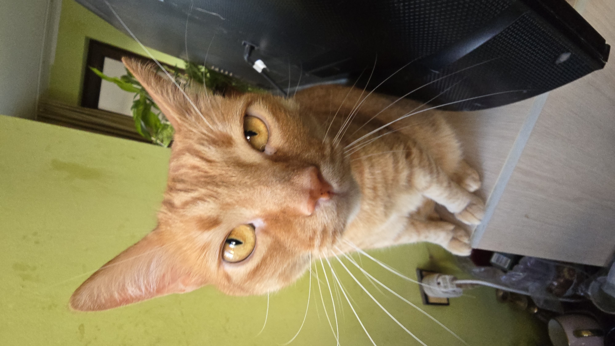 A ginger cat with bright yellow eyes is lying down and looking at the camera. The cat has tabby markings on its fur. Its whiskers are long and white, fanning out from its muzzle. The cat is resting its front paws on a light-colored wooden surface, possibly a table or shelf.
Behind the cat, a dark object, likely a monitor or TV screen, is visible. To the left of the cat, a light green wall is present. In the background, a window with thin blinds can be seen, with some green foliage visible through it. The overall lighting suggests it is daytime, indoors. The cat's gaze appears direct and curious, but there are no other strong emotional cues. No text is visible in the image.