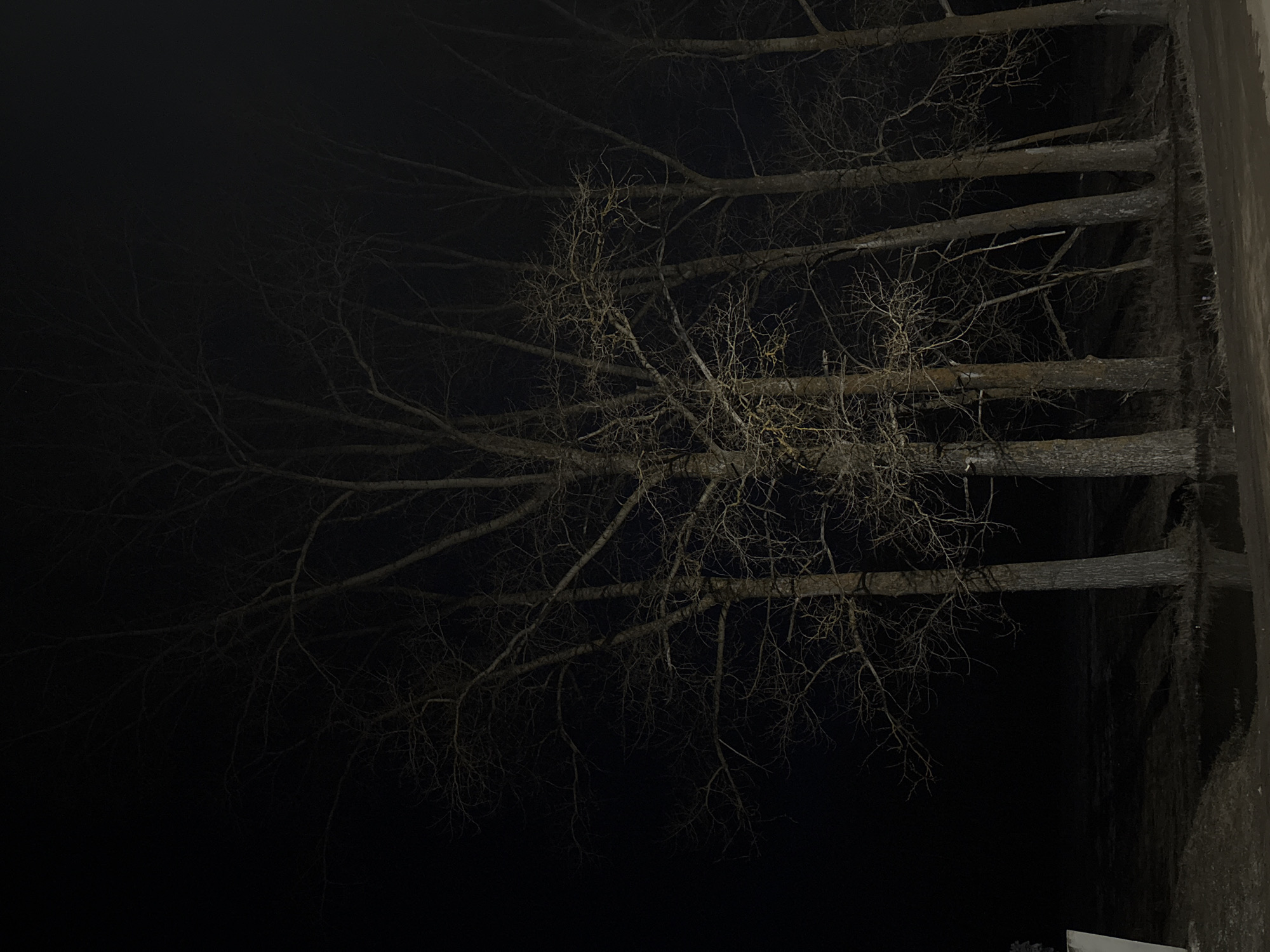 The image presents a dark, horizontal view of a row of bare trees, possibly located in Rusalevka, Russia. The trees, with their trunks and intricate branching patterns, dominate the right half of the frame. The left side fades into a deep black, suggesting either nighttime or heavy shadow. The ground is obscured. The overall atmosphere is stark and ominous.
