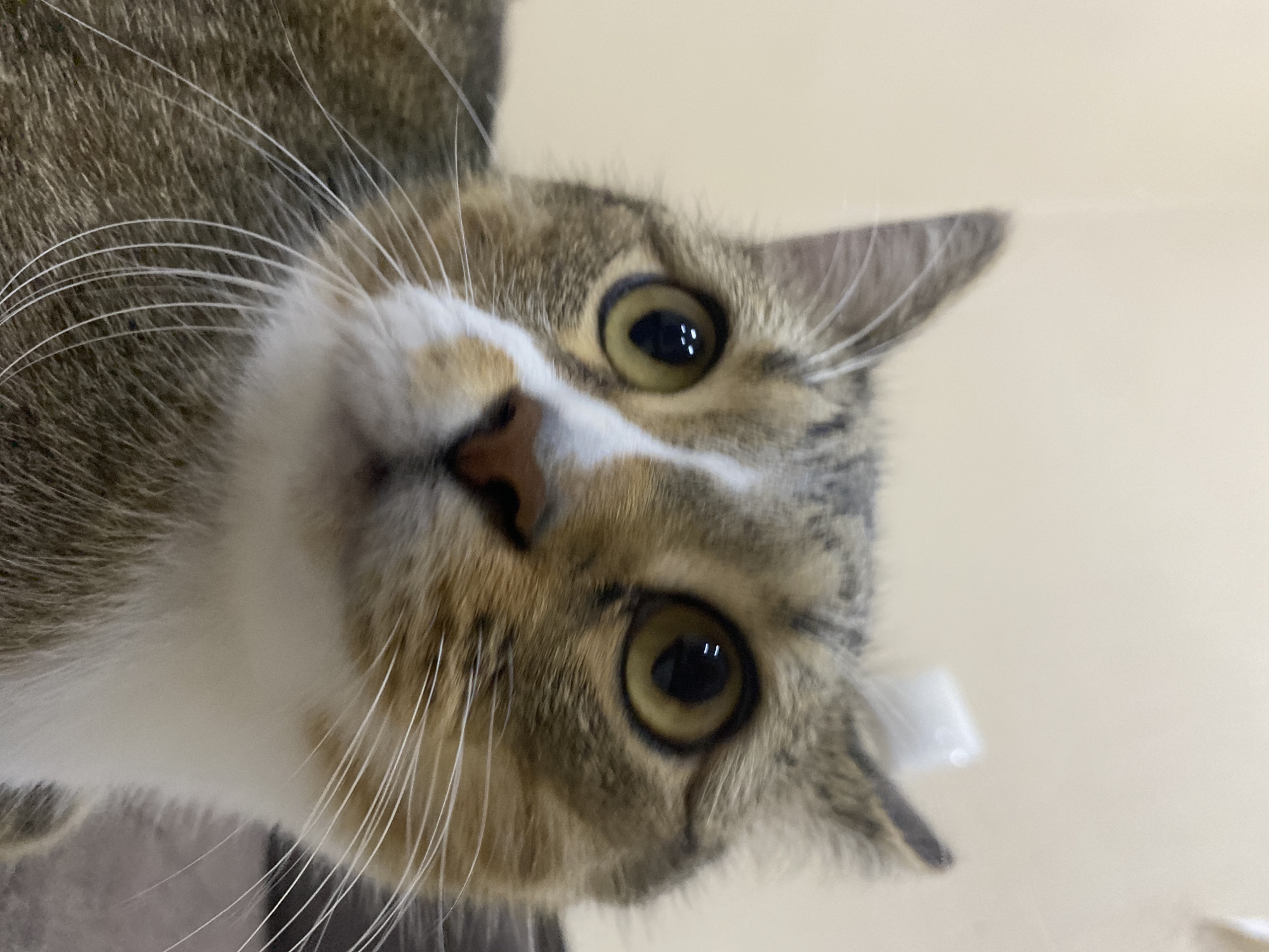 This is a close-up, low-angle photograph of a tabby cat's face. The cat's head is tilted, and its gaze is directed towards the camera. Its fur is a mix of brown, grey, and white. The cat has large, round, amber-colored eyes with visible reflections of light. Its whiskers are prominent and white, fanning out from its muzzle. The cat's nose is a shade of pinkish-brown, and it has white fur around its mouth and chest. The background is a soft, light beige, suggesting an indoor setting. The lighting is natural and diffused. There are no people, text, or discernible weather cues visible. The overall impression is one of curiosity and direct engagement from the animal. The image appears to be taken in Rozhdestveno, Russia, though no specific visual cues within the image confirm this location. The time of day and specific event are not identifiable.