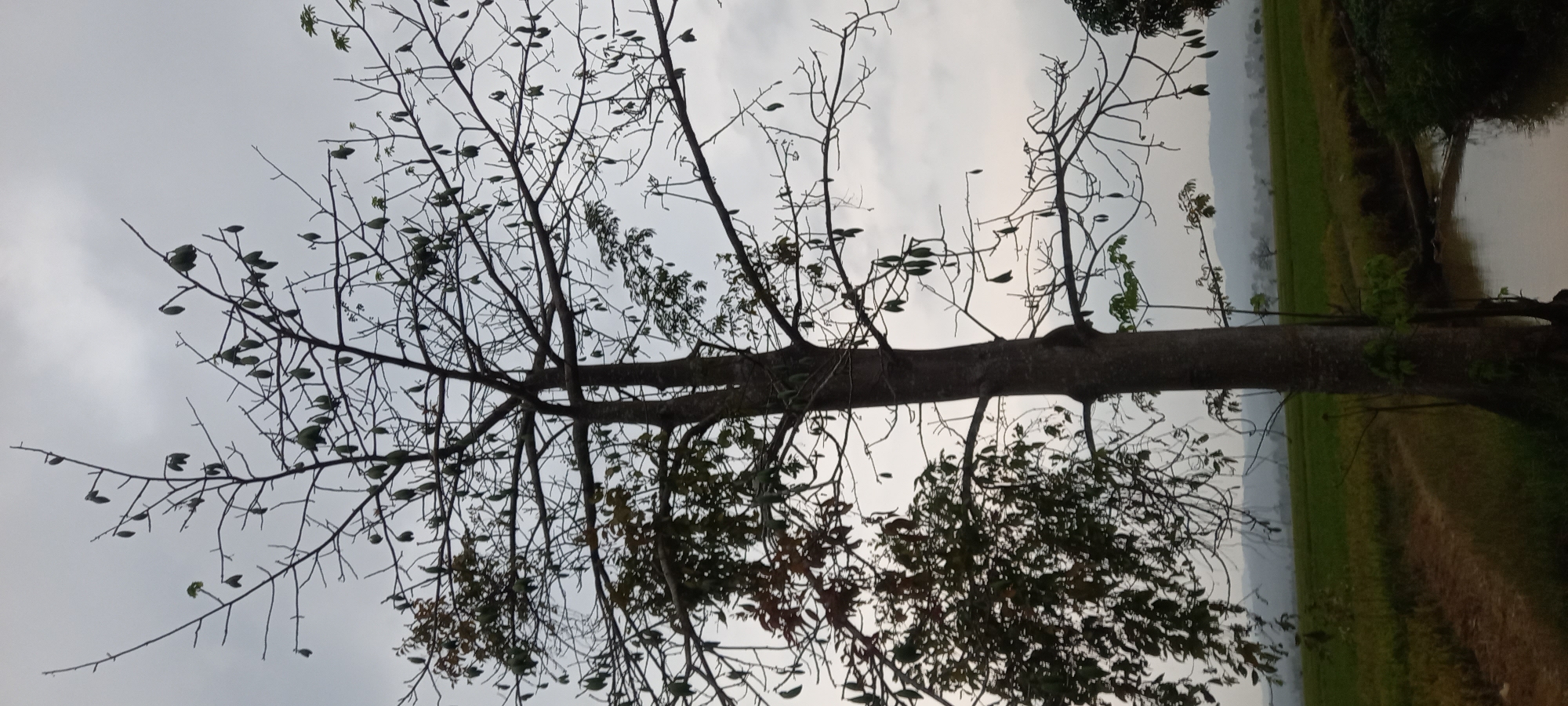 The image shows a tall, bare-branched tree with several seed pods hanging from its limbs, set against a cloudy sky. The tree's trunk is thick and textured, with some green foliage on the lower left side. In the background, a green field stretches towards a hazy horizon with rolling hills. A narrow waterway with murky water runs along the right side of the frame, with a fallen log partially submerged. The scene appears to be rural, possibly in or near Sidamulya, Indonesia, given the natural landscape. There are no people visible in the image, and no discernible actions are taking place. The lighting suggests an overcast day.