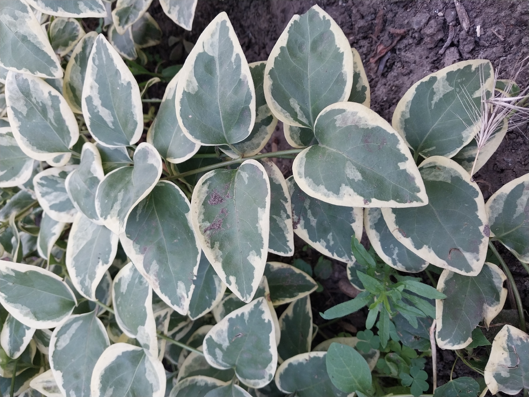 The image shows a close-up view of a ground cover plant with variegated leaves, featuring dark green centers and creamy white edges. The leaves are ovate to cordate in shape, with some showing slight discoloration or spotting. The plant appears to be growing in a garden bed with dark soil visible in the background, along with some small green weeds and dry grass stems. The lighting suggests an outdoor setting during daylight hours. There are no people, animals, or structures visible in the image. The overall impression is of a detailed shot of lush, green foliage.