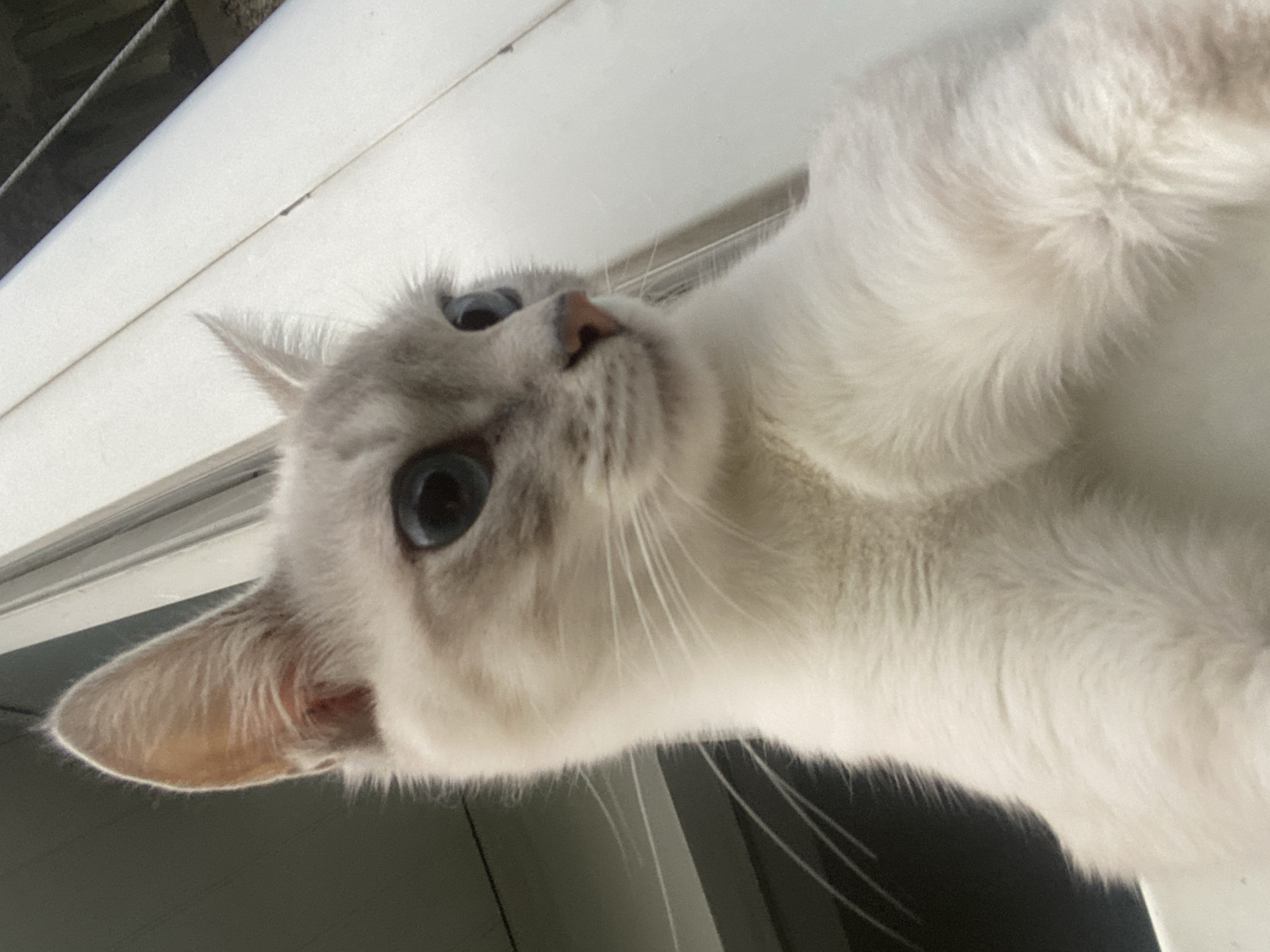 A close-up, low-angle shot shows the face and upper body of a light-colored cat with blue eyes, possibly a Siamese mix, looking to the right. The cat has prominent white whiskers and its ears are alert. The background is out of focus and appears to be an outdoor setting with a white vertical structure on the right and a dark area on the left, possibly indicating a window or balcony. The image composition suggests the cat is positioned at a height, looking down or across. There is no discernible location within Almaty, Kazakhstan.