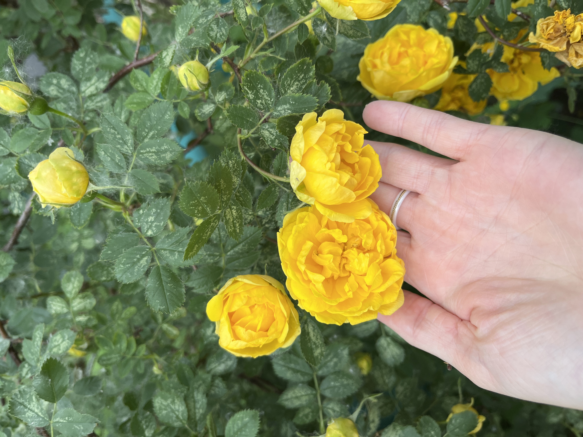 A human hand, adorned with a ring, gently cups two fully bloomed yellow roses and one partially bloomed rose. The roses are part of a rose bush with green, serrated leaves, some of which exhibit a variegated pattern of lighter green or white. Several other yellow roses, both bloomed and in bud, are visible in the background, along with some dried, brown rose blooms. The setting appears to be outdoors, with the foliage suggesting a garden or park environment. The image composition focuses on the hand and roses in the foreground, with the rose bush filling the rest of the frame. The presence of fine, web-like strands, possibly spiderwebs, is noticeable on some of the flowers and leaves. The background is softly blurred, highlighting the details of the hand and the flowers. There is no indication of the specific location within the city of Chaikovsky, Russia.