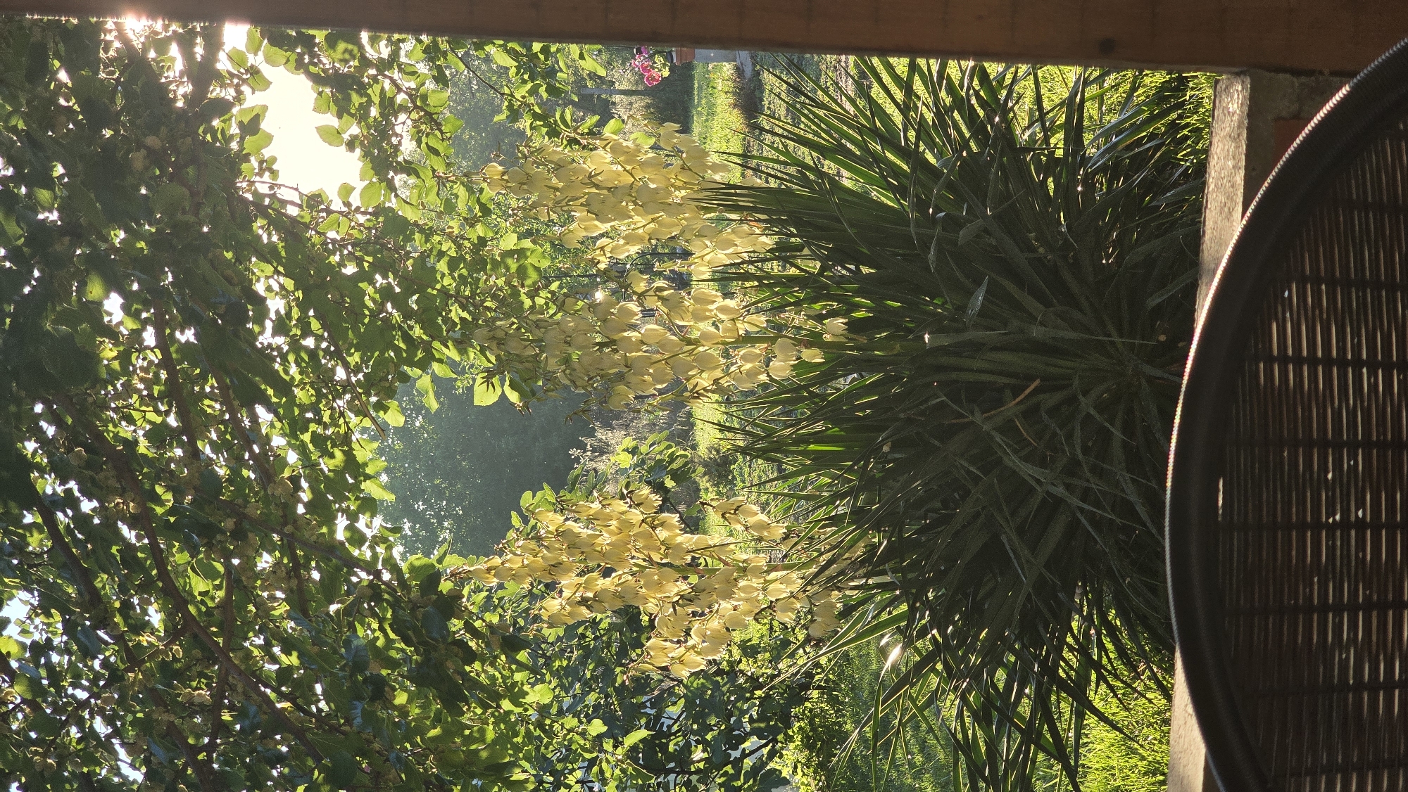 The image depicts a sun-drenched garden scene, likely in Rudnik, Bulgaria, viewed from the partial shelter of a wooden structure. In the foreground, the curved, dark-brown wicker of a chair is visible, suggesting a seating area. Beyond the chair, a large yucca plant dominates the mid-ground, its spiky, dark green leaves forming a dense, low-lying bush. Rising majestically from the yucca are three tall stalks covered in numerous creamy-white, bell-shaped flowers, illuminated by the bright sunlight filtering through the overhead canopy of a leafy tree. The sunlight casts a warm glow, highlighting the delicate petals of the yucca blossoms. Behind the yucca, the garden extends into a grassy area bathed in sunlight, with other trees and foliage creating a soft, green backdrop. The overall impression is one of a peaceful, idyllic garden setting, bathed in the warm, golden light of a sunny day.
