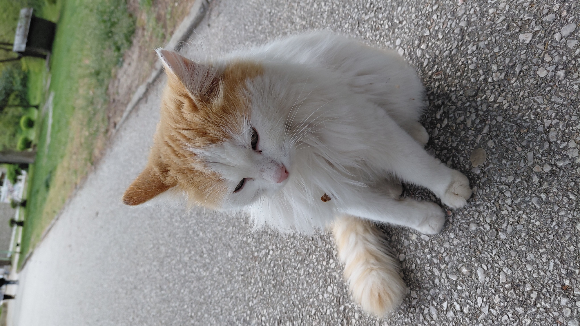 A cat with predominantly white fur and orange patches on its head, ears, and tail lies on a paved surface. The cat's head is tilted downward, and its eyes are partially closed. The background includes a grassy area and trees. The location appears to be outdoors, possibly a park or garden path.