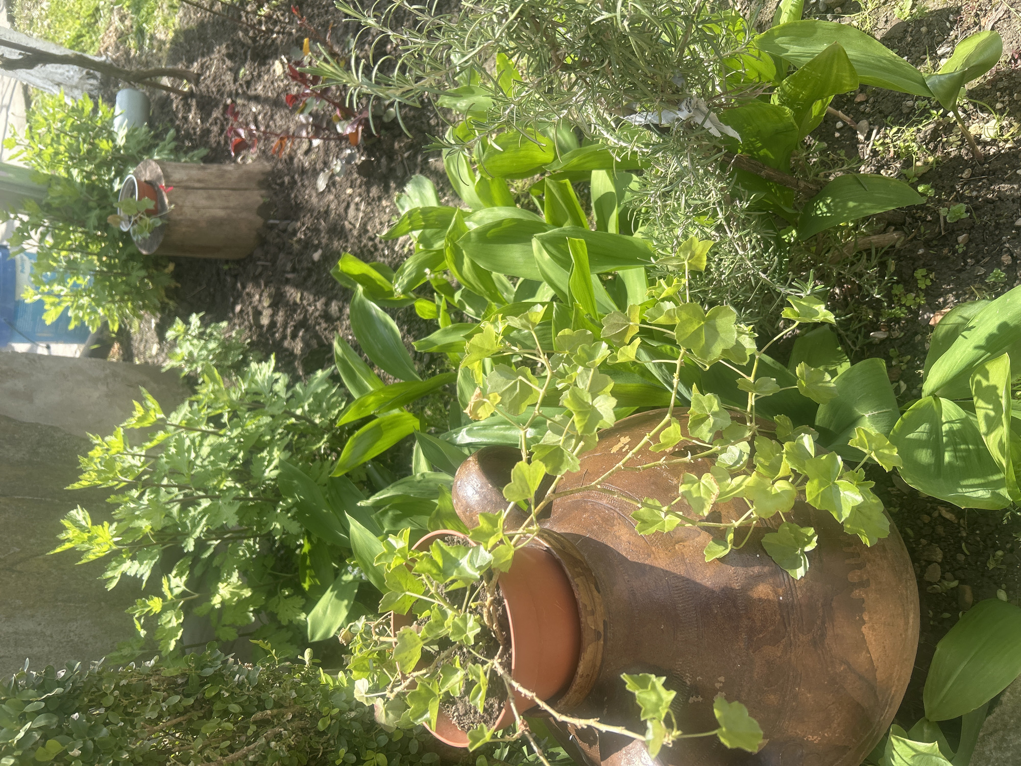 The image shows a garden scene in Gorsko Ablanovo, Bulgaria. In the foreground is a large, brown ceramic pot lying on its side with a smaller terracotta pot inside, containing a climbing plant with light green, ivy-like leaves. Adjacent to the large pot are various green plants, including lily of the valley and another plant with feathery leaves. Further back, a wooden log planter contains another plant, possibly another variety of ivy. The ground is dark soil, and the overall impression is a thriving, well-maintained garden. Sunlight is present, casting shadows throughout the scene. The scene is outdoors.