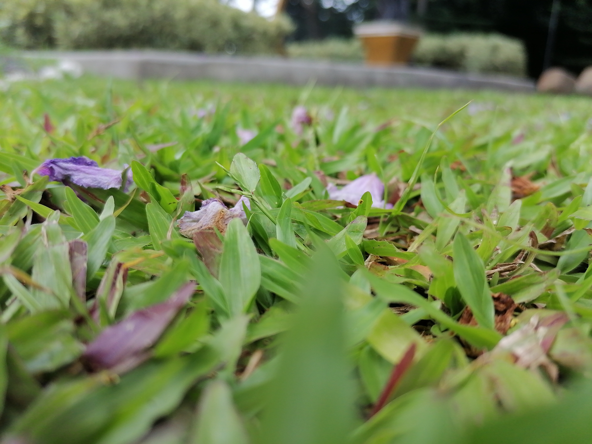 The image captures a close-up, low-angle perspective of vibrant green grass, giving the impression of being at ground level. The foreground is dominated by sharp, verdant blades of grass, interspersed with several fallen purple petals or dried leaves with a purplish hue, along with some brown, dried plant matter. The shallow depth of field keeps the immediate ground and its details in crisp focus, highlighting the individual blades and petals.
As the eye moves towards the middle ground and background, the scene becomes progressively blurred, creating a soft, out-of-focus effect. In the soft blur of the background, a light-colored, horizontal structure, possibly a low wall or planter box, is visible. Above this structure, further into the distance, are indistinct shapes of lush green foliage and what appears to be a light brown or yellow object, possibly a decorative pot or garden feature. The overall lighting suggests natural daylight, indicating the photo was taken during the day. There are no people or specific activities depicted, focusing solely on the natural ground cover of what appears to be a well-maintained garden or park in Davao City, Philippines. No visible text is present in the image.