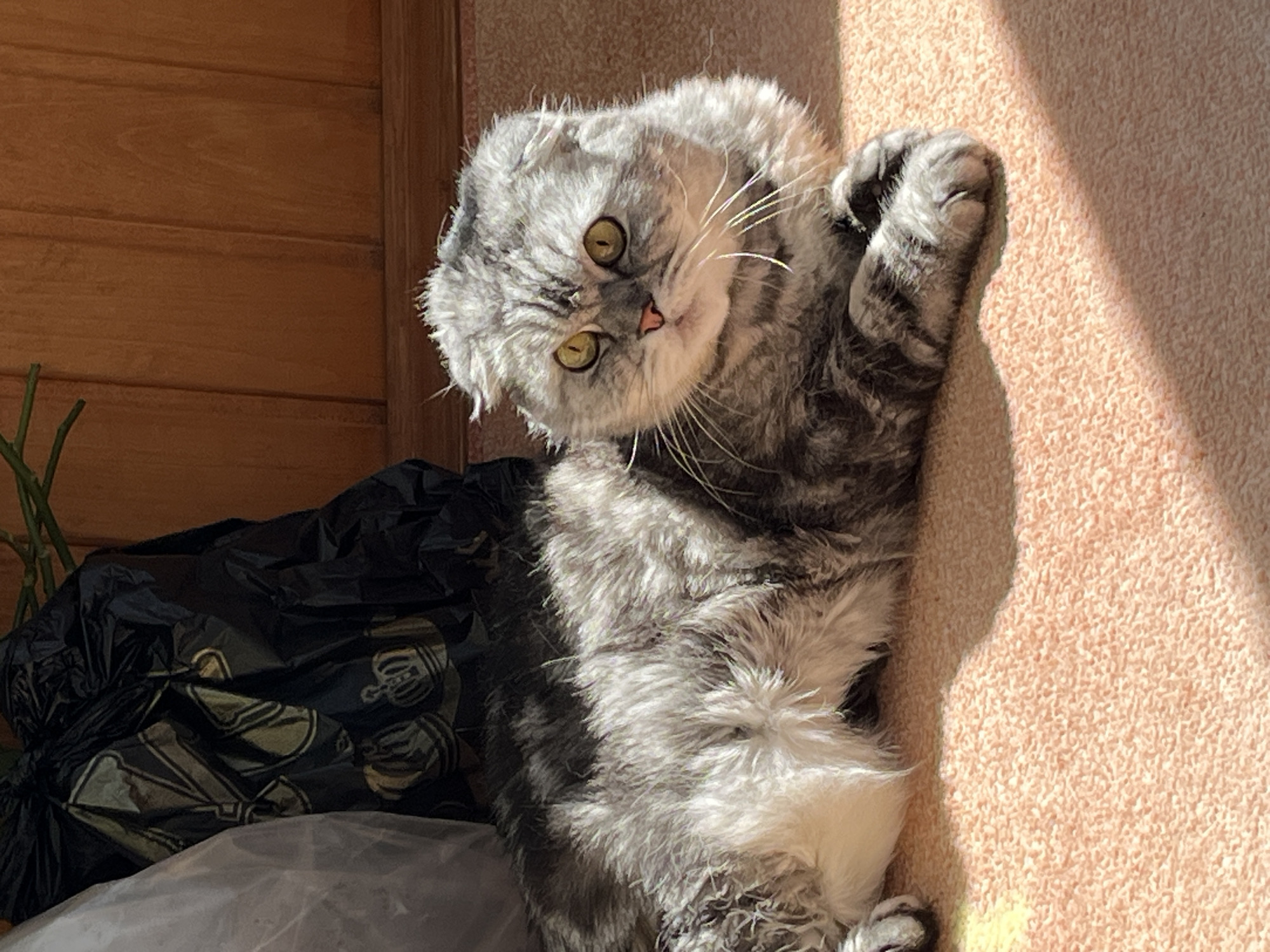 A gray tabby cat lies on its back on a pink carpet, with its paws curled up near its face. The cat has yellow eyes and a pink nose. To the left of the cat is a black bag with a silver-colored logo on it. Behind the bag is a wooden wall. Sunlight is shining on the cat and the carpet. The location is Chaikovsky, Russia.