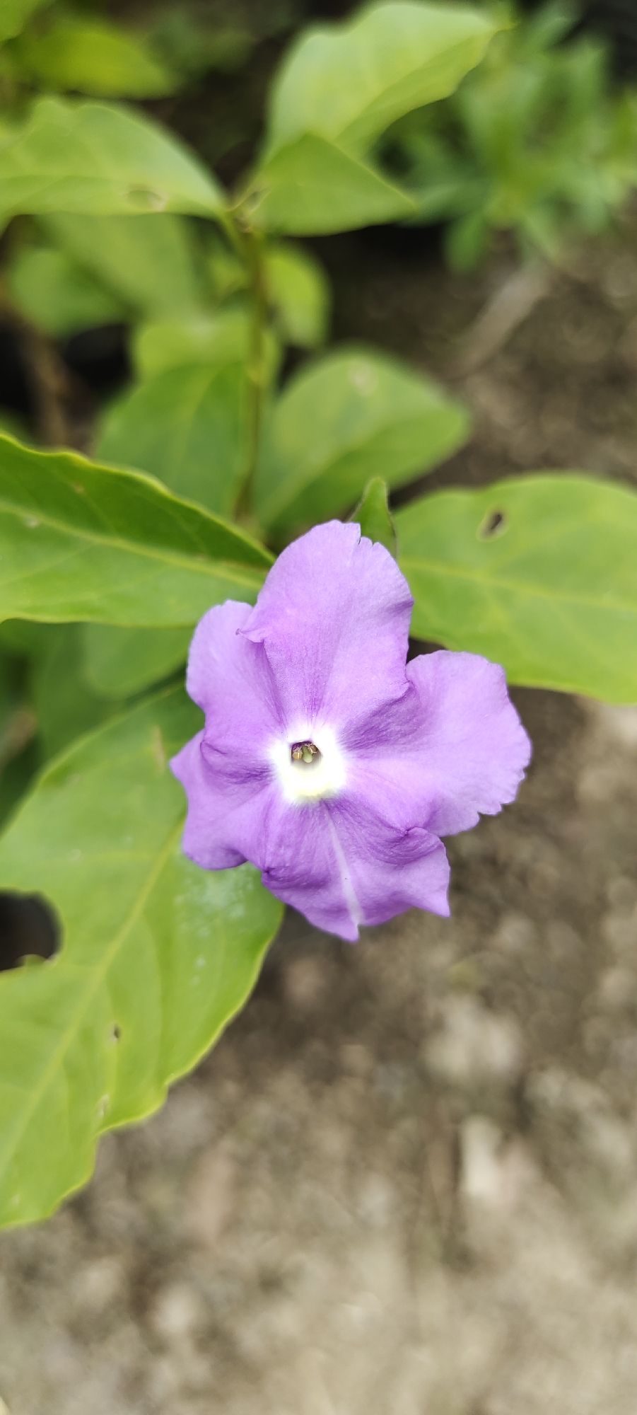 In Gampongpaya, Indonesia, a close-up, eye-level shot showcases a vibrant purple flower with five petals, each delicately pointed. The flower is centered in the frame, with a bright white interior that gradually transitions to a pale yellow hue towards the center. In the middle of this white area, tiny green stamen are visible. The flower is surrounded by large, smooth green leaves, some of which have slight imperfections or dark spots. The background is a soft blur of muted green foliage and a textured, earthy surface, suggesting an outdoor garden or natural setting.
