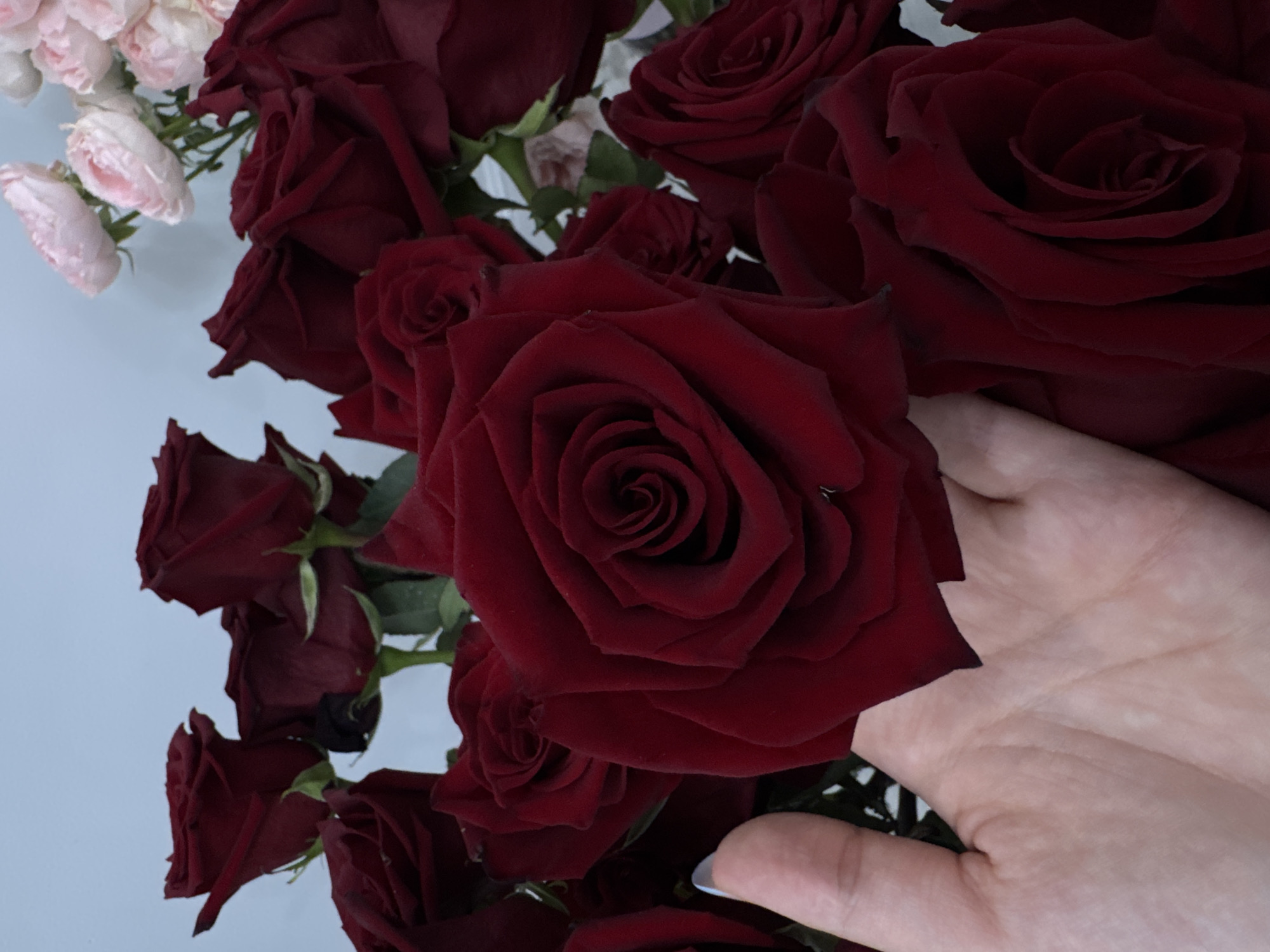 In a close-up, vertical shot, a hand with light skin and pale blue nail polish gently touches the velvety petals of a deep red rose. The rose is in full bloom, its layered petals forming a tight spiral at the center. Surrounding this prominent rose are numerous other deep red roses, some also in bloom and others still in bud, creating a lush bouquet. In the background, out of focus, are lighter pink roses, suggesting a mix of colors within the floral arrangement. The backdrop is a pale, neutral color, likely a wall or sky, which helps the vibrant red of the roses stand out. The scene is devoid of any recognizable urban or natural landmarks that would indicate a specific location, including the city of Oral, Kazakhstan. The image focuses exclusively on the texture and color of the flowers and the human interaction with them.