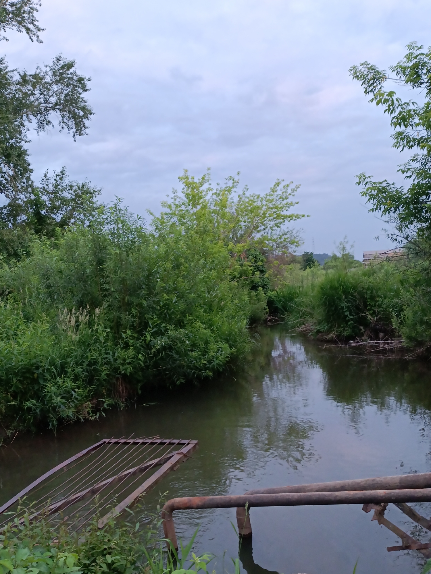 The image depicts a narrow, slow-moving body of water, likely a canal or small river, surrounded by dense green vegetation. The water's surface is relatively calm, reflecting the overcast sky and the surrounding foliage. In the foreground, to the left, a rusted metal grate lies partially submerged in the water, extending diagonally. To the right and slightly further back, two thick, rusty metal pipes run horizontally across the scene, supported by metal structures. The banks of the water are overgrown with lush green plants, including tall grasses and shrubs. The background features more trees and vegetation, with a hint of distant buildings or structures. The overall atmosphere is natural and somewhat untamed, suggesting an area on the outskirts of a settlement or within a park. The presence of the metal grate and pipes indicates a functional, possibly man-made, aspect to this natural waterway, suggesting it might be part of an irrigation system, drainage, or a forgotten piece of infrastructure. This scene is consistent with the landscape found in the city of Chaikovsky, Russia, where such small waterways and green spaces are common.