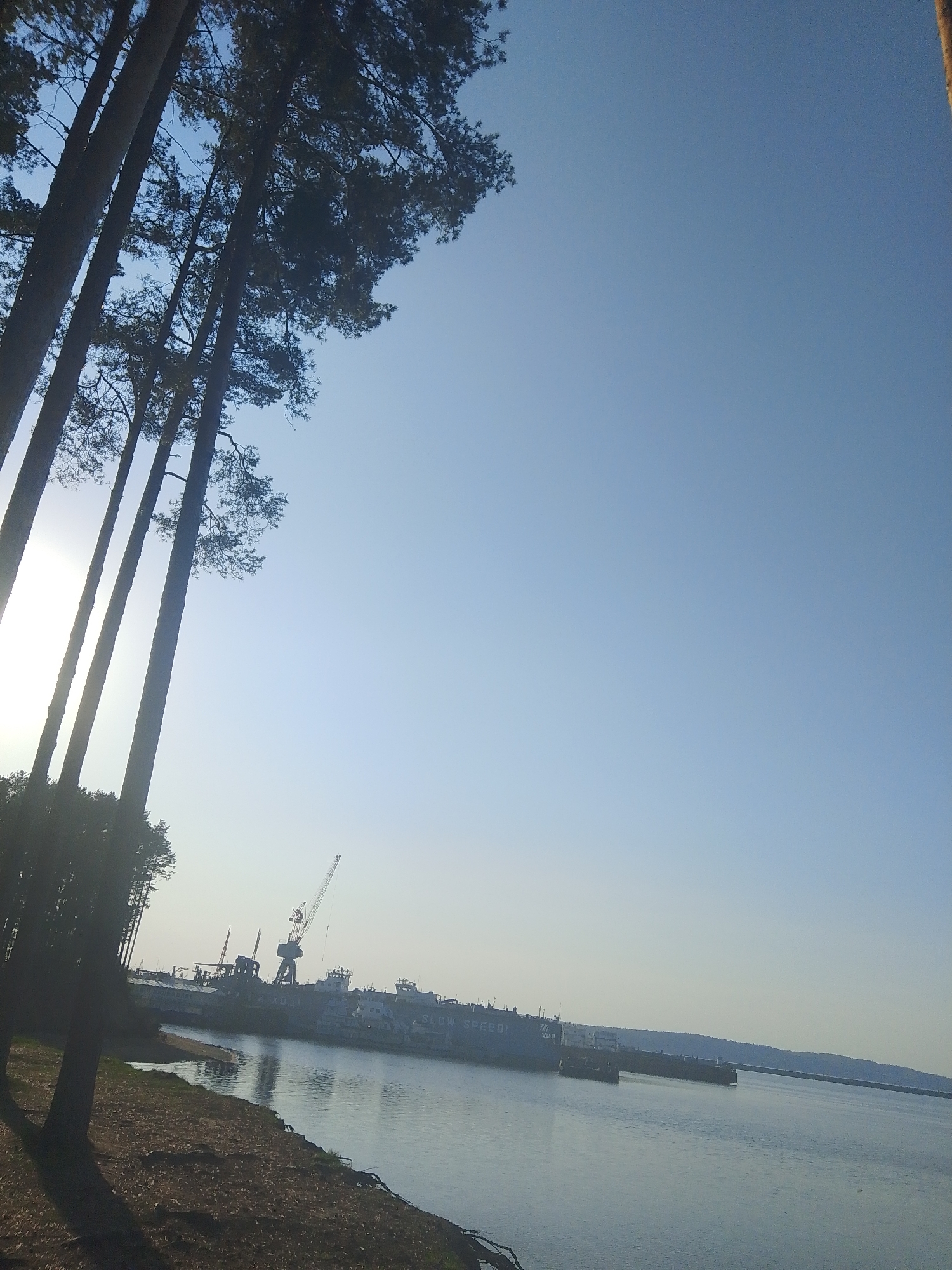 The image captures a scene in Chaikovsky, Russia, featuring a body of water, likely part of the Kama River, bordered by a tree-lined shore. Several tall pine trees dominate the left side of the frame, their silhouettes contrasting against the bright, clear sky. In the distance, a port facility is visible, with cranes and ships indicative of industrial activity. The water reflects the sky, creating a calm and serene atmosphere despite the presence of the port. The foreground shows the shoreline with some vegetation and tree roots. The overall lighting suggests it is either early morning or late afternoon.
