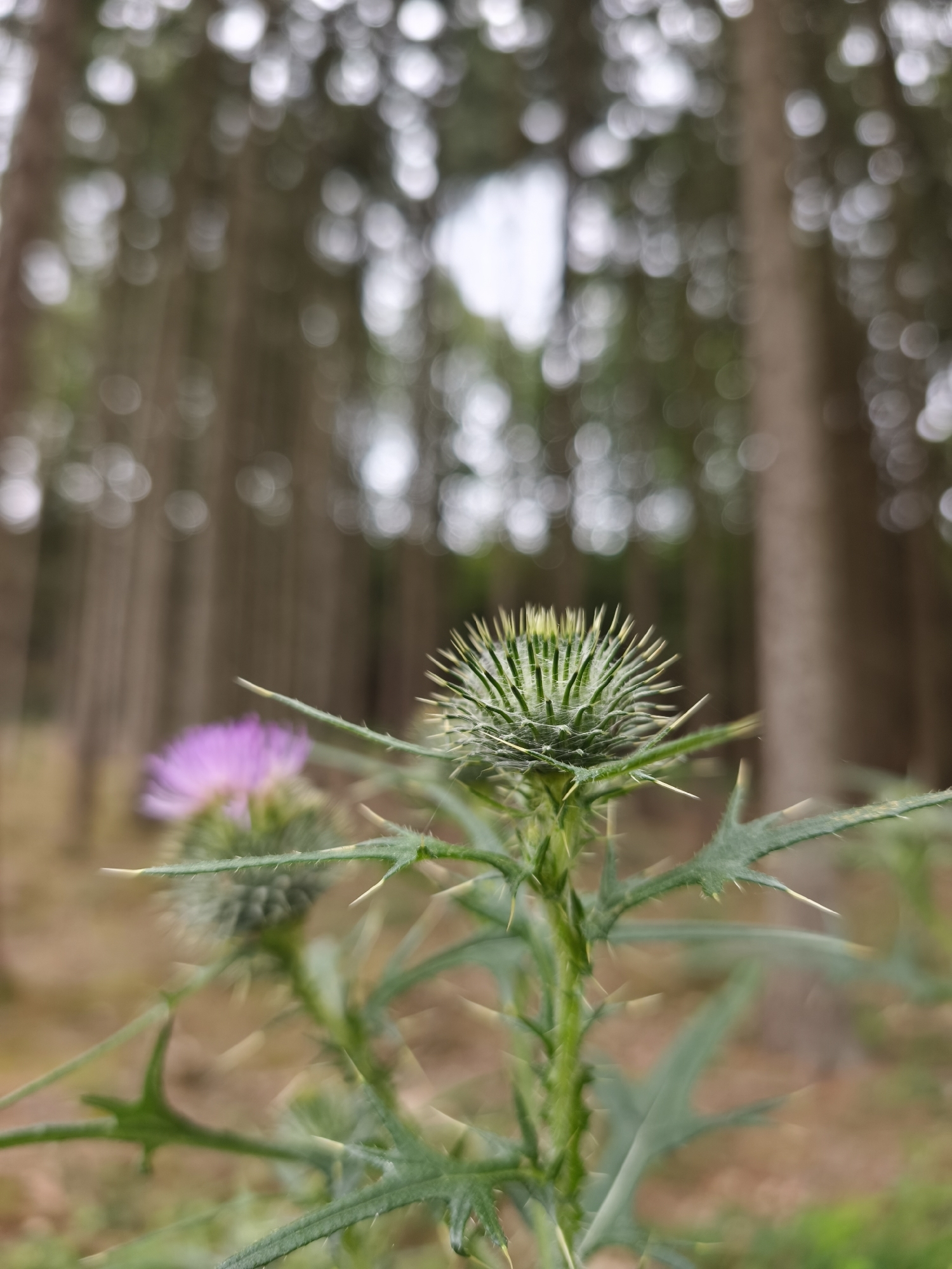 In Sruby, Czechia, a close-up, low-angle outdoor shot captures a thistle plant with sharp, spiky green leaves and a developing green bud covered in fine white webbing. In the blurred background, a single purple thistle flower is visible to the left, and the soft-focus bokeh of a forest with tall trees dominates the upper portion of the frame. The lighting is diffused, suggesting an overcast day or shade from the trees.