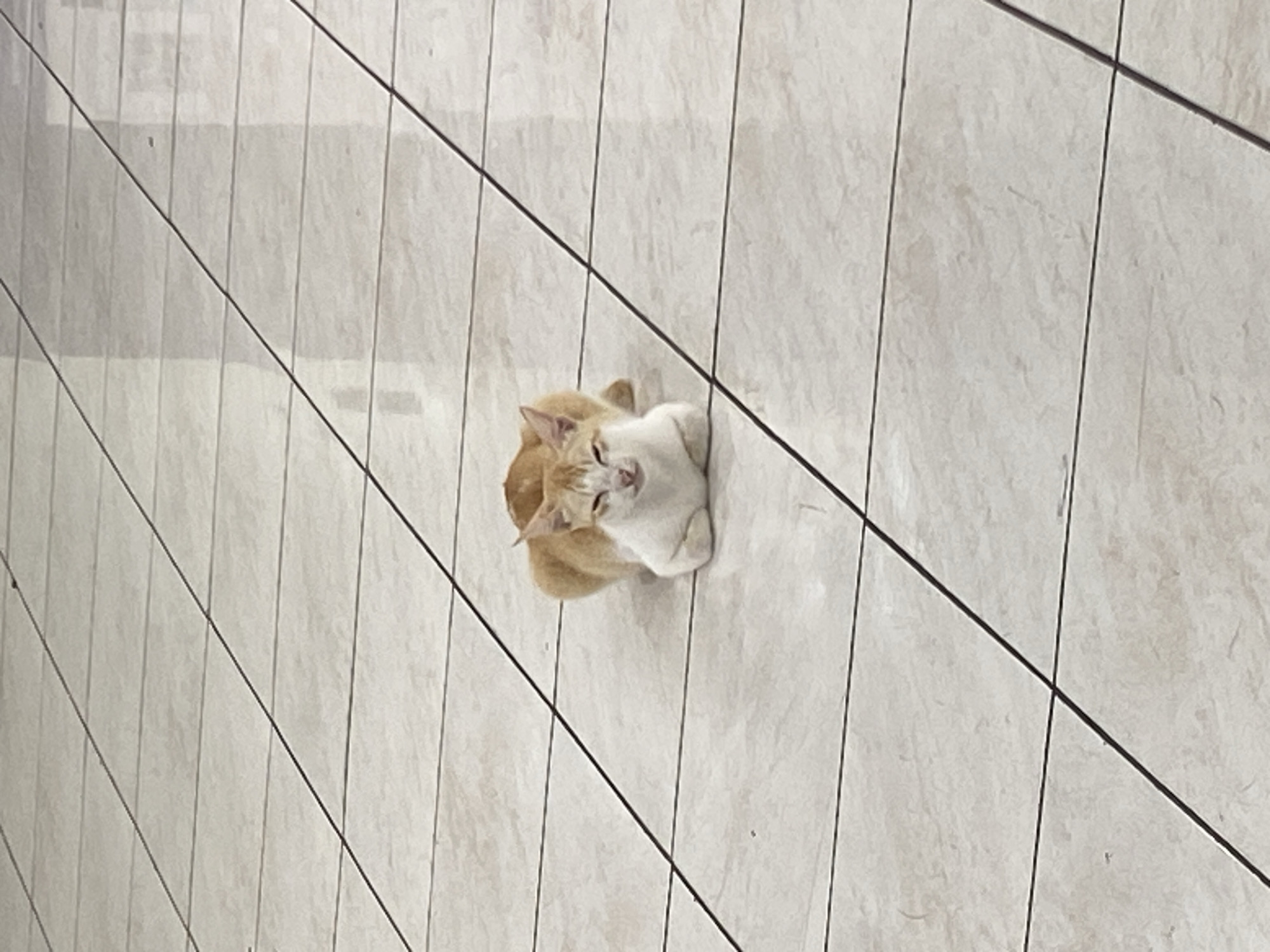 A ginger and white cat is sitting on a tiled floor. The cat is loafing with its paws tucked underneath its body and its tail wrapped around its body. Its eyes are partially closed, and its mouth is slightly open, giving it a somewhat smug expression. The tiled floor is light-colored with dark grout lines that form a grid pattern. The lighting suggests an indoor environment, possibly a hallway or a public space.
