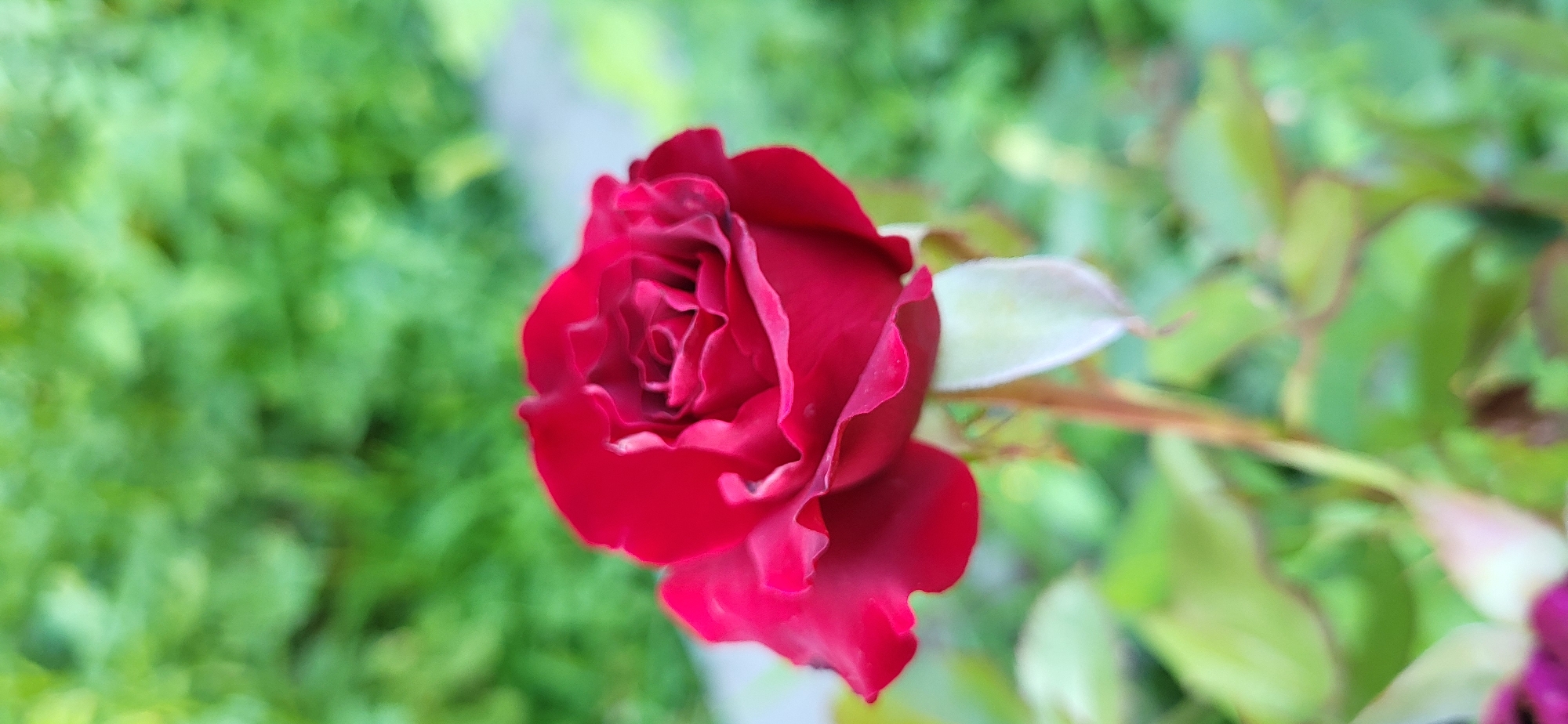 An extreme close-up, vertical shot showcases a deep red rose in full bloom. The rose is the primary subject, its velvety petals unfurling in intricate layers at the center, with the edges of the outer petals slightly ruffled. The color is a rich, dark crimson. Below the rose, a pale green, unopened bud or sepals is visible, along with a slender stem. The background is a soft, green blur of foliage, suggesting an outdoor garden setting. There are no people, specific buildings, or street elements visible that would indicate a location within Taldykorgan, Kazakhstan. The image appears to be a naturalistic photograph of a single rose in a garden.