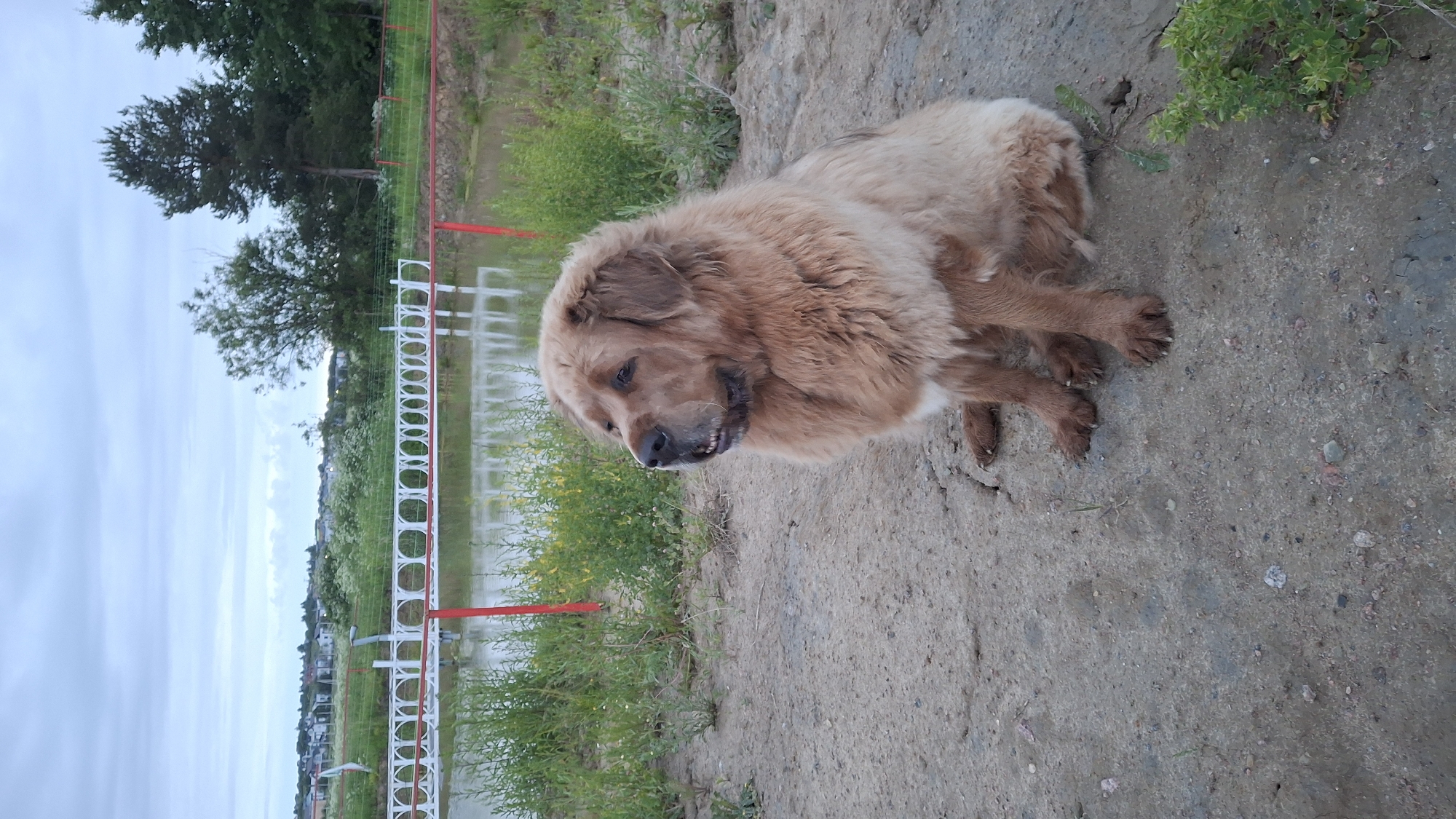 A light brown, fluffy dog is sitting on a dirt path in front of a body of water. The dog is facing to the left and looking slightly upwards. In the background, there is a white fence with red poles, green vegetation, and a few trees. Beyond the trees, there are houses and a cloudy sky. The location is identified as Timmolovo, Russia.