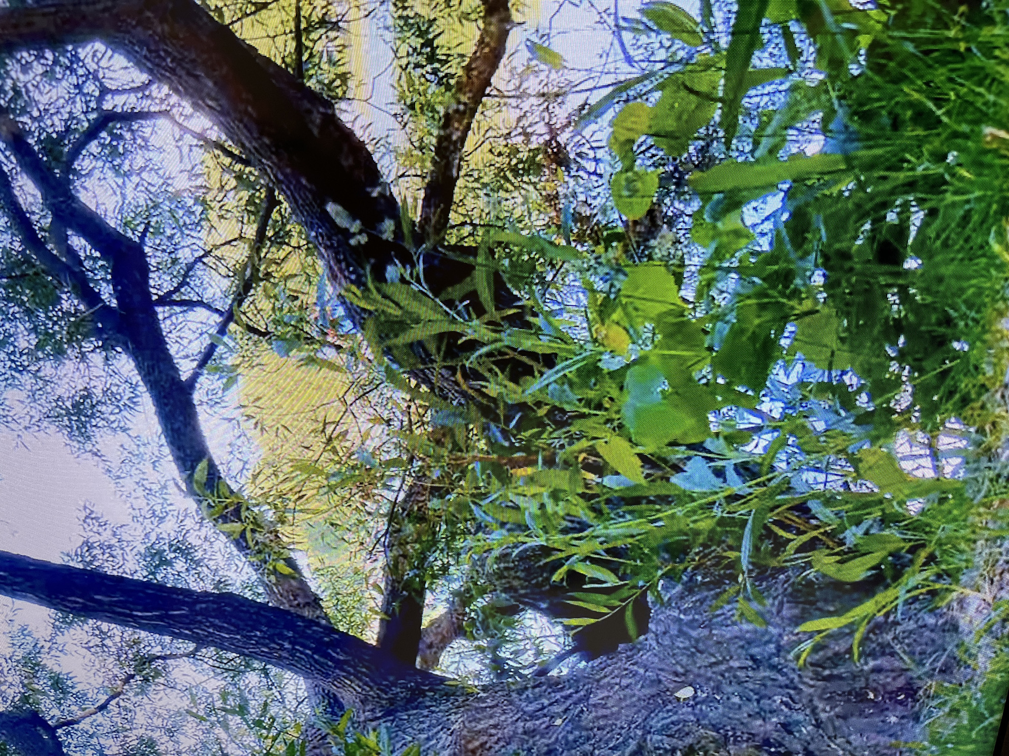 The image shows a close-up view of tree branches and foliage, with a body of water visible in the background. The trees have rough bark and are covered in green leaves. The water appears calm, reflecting the sky and surrounding vegetation. The overall impression is one of a natural, possibly secluded, outdoor setting. There are no people or discernable objects that suggest a specific location within Kohtla-Järve linn, Estonia. The scene is dominated by organic elements, with no man-made structures or clear urban indicators.