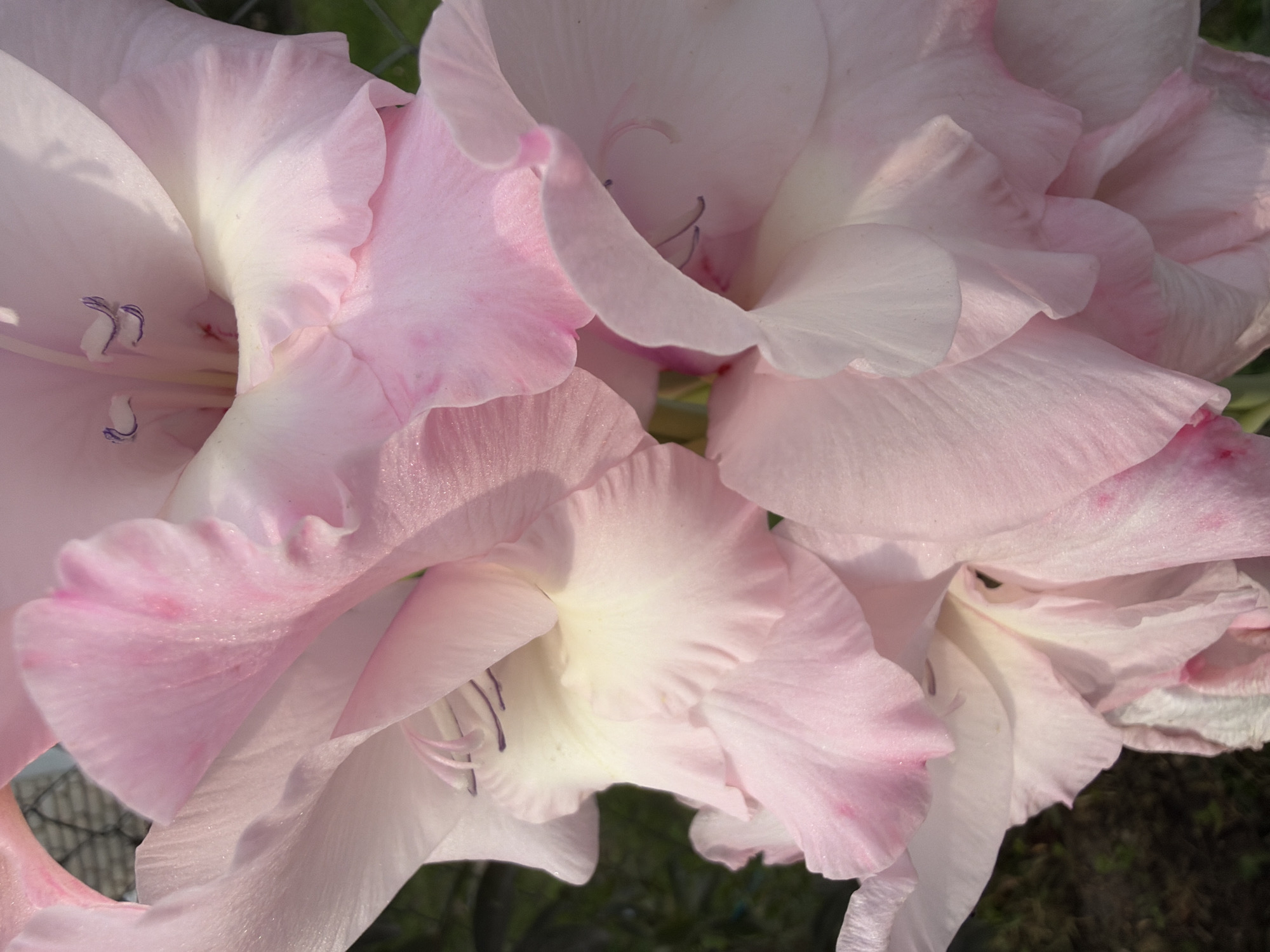 A close-up, macro shot shows a cluster of pink gladiolus flowers. The petals are delicate and layered, with subtle variations in shade from pale pink to white. Some petals have a dewy sheen and a few exhibit small pink markings. The stamens, tipped with dark purple, are visible deep within the blooms. The background is softly blurred, showing a hint of green foliage and a dark, out-of-focus ground. The scene suggests a garden setting in the Радашковіцкі сельскі Савет, Belarus, likely during the daytime given the natural light illuminating the flowers.
