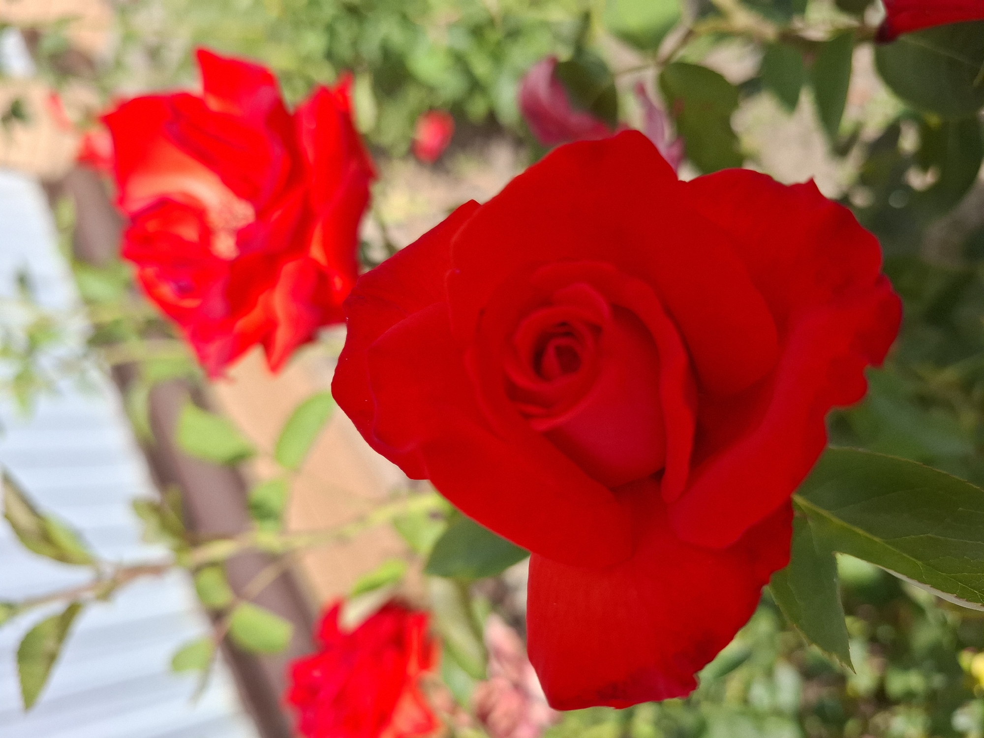 The image shows a close-up of a red rose in bloom, with other red roses and green foliage in the background, out of focus. The setting appears to be a garden or outdoor area. A portion of a light-colored fence is visible in the upper left corner. The lighting suggests it is daytime. There are no people or animals visible in the image. The image's metadata does not contain information about its location in Korenovsk, Russia.