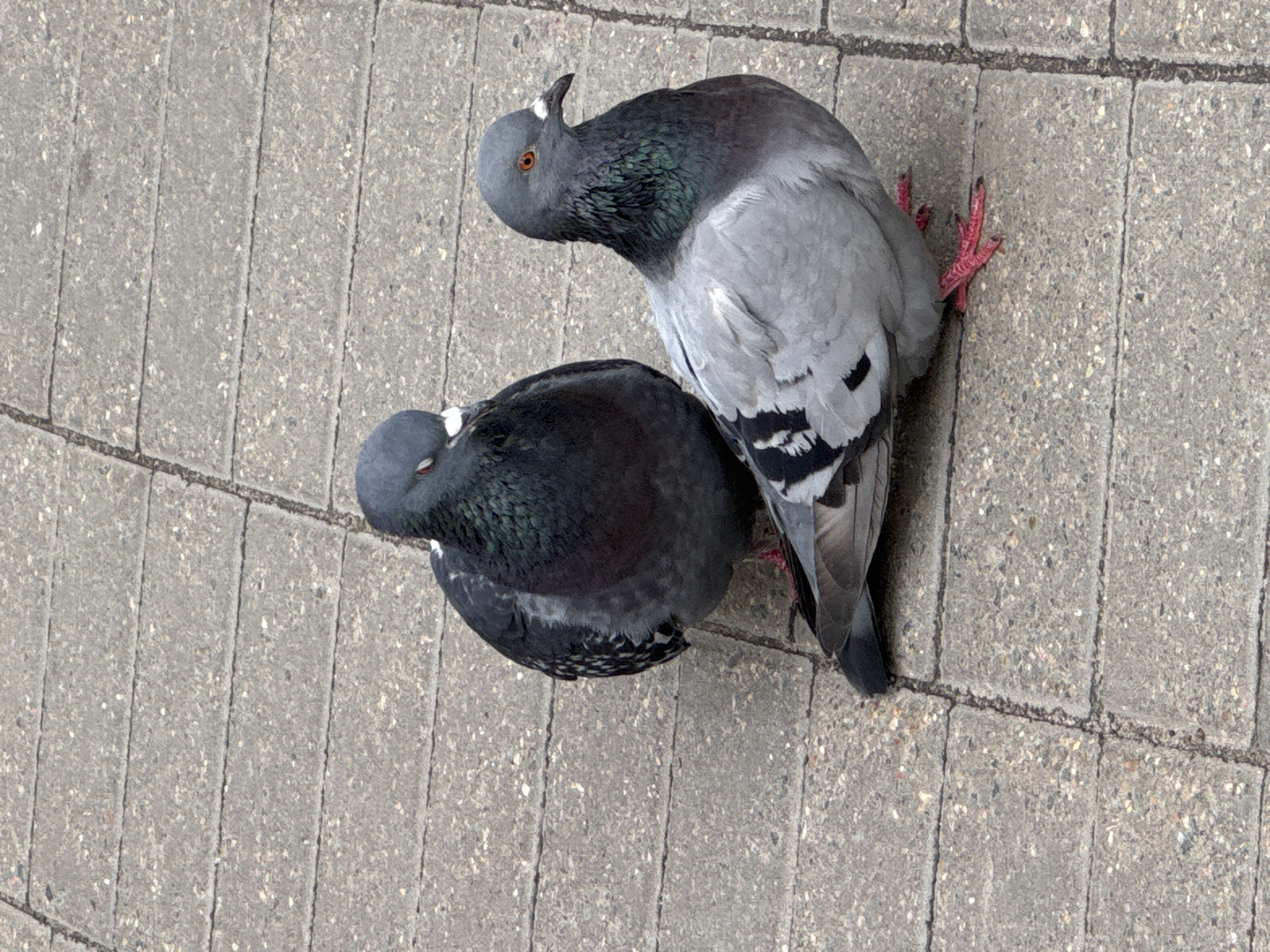 Two pigeons are standing on a paved surface composed of rectangular concrete slabs. The pigeon in the foreground is facing to the right, with its head turned slightly. It has grey and black plumage with iridescent green and purple feathers around its neck. Its eyes are orange, and its beak is white. Its legs and feet are bright pink. The pigeon in the background is facing to the left with its eyes closed. It is darker in color, with grey, black, and hints of green and purple. The paved area appears to be outdoors, likely in an urban setting given the concrete slabs. No people are present in the image. The scene is static, with the pigeons appearing to be resting or observing their surroundings. The lighting suggests daylight. The image does not provide any specific information about the city of Ramenskoye, Russia.