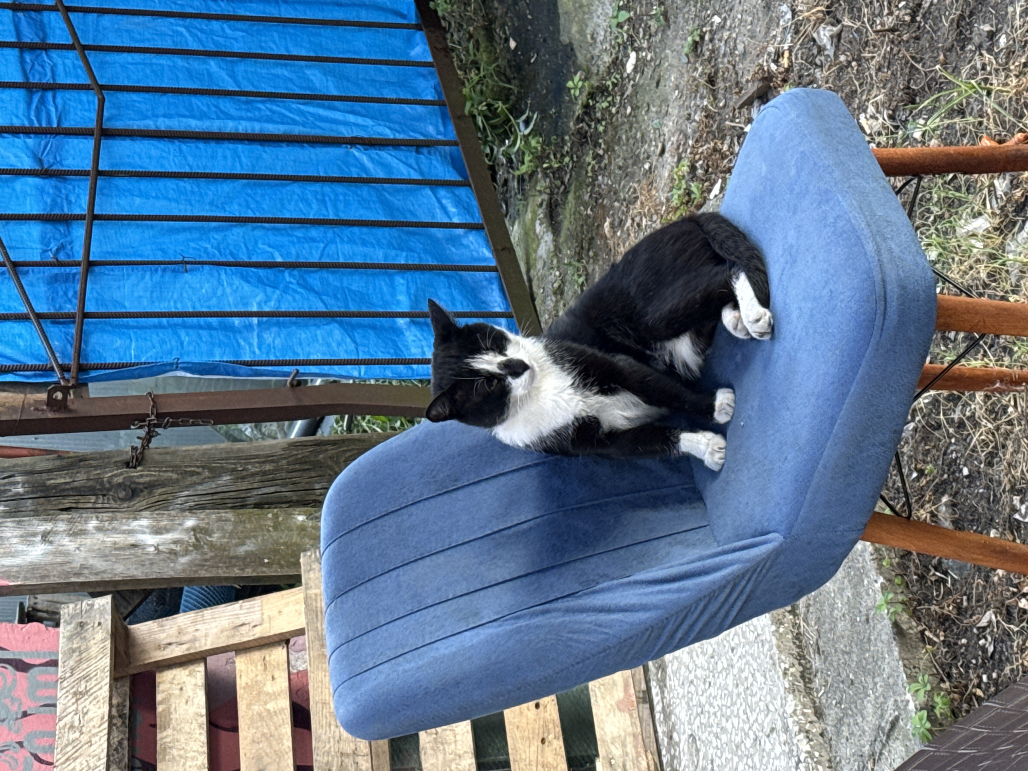 A black and white cat sits on a blue upholstered chair. The cat is facing the camera with its eyes closed and appears to be sleeping. The chair is made of fabric and has wooden legs. In the background, there are wooden pallets and a blue tarp. The scene is outdoors and appears to be in an urban or industrial setting. The ground is covered in gravel and debris.