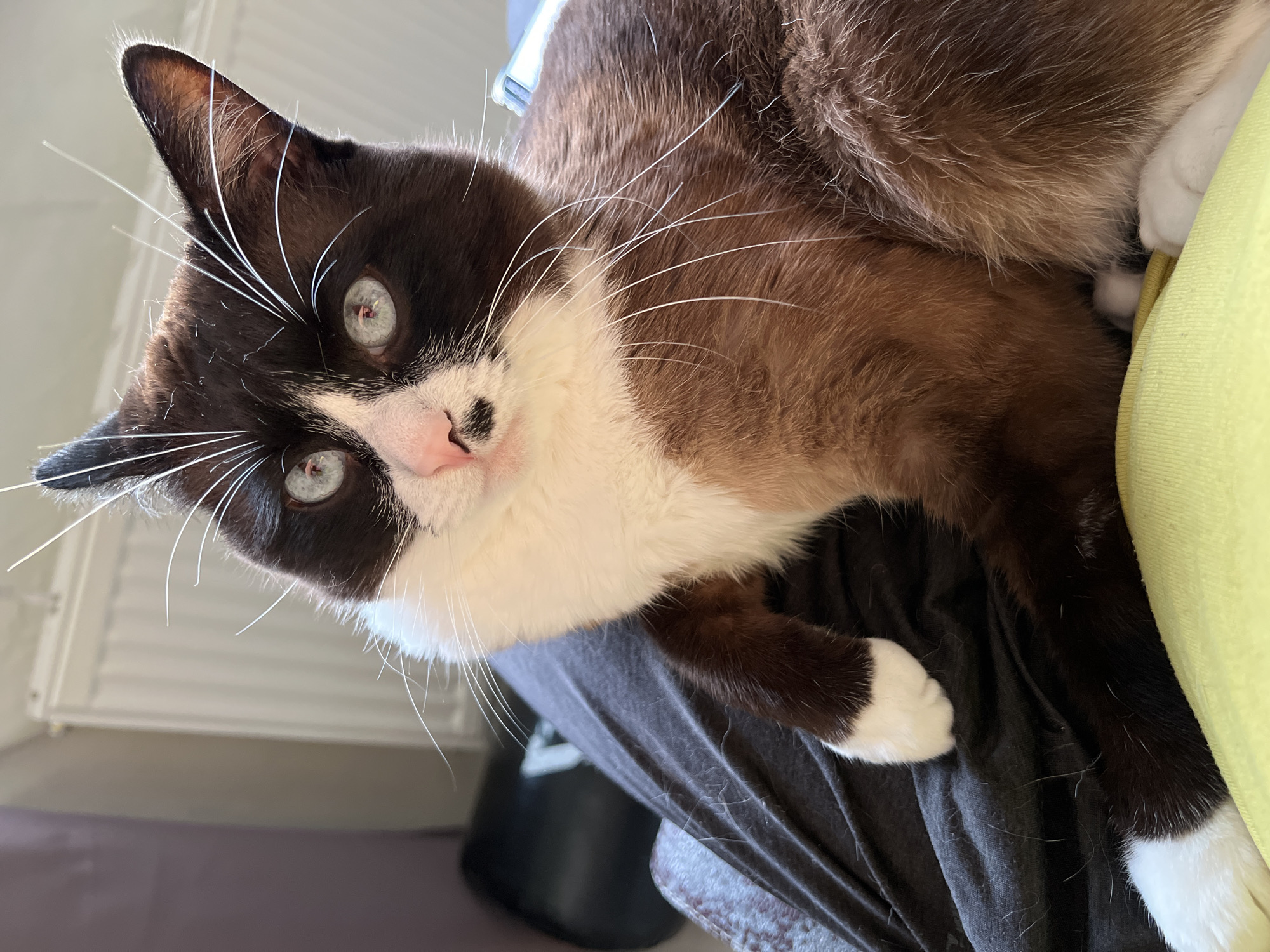 A close-up, head-on shot features a medium-sized domestic cat with striking blue eyes, black ears, black and white markings on its face, and a predominantly brown and white body. The cat is positioned on a person's lap, which is covered by dark gray fabric. The background is blurred, showing a radiator and a wall. There are no humans visible in the frame. The cat's white paws are visible, one resting on the gray fabric, and another peeking out from behind it. The image is sharp, well-lit, and taken from a slightly elevated perspective. The cat appears alert and is looking directly at the camera. The scene appears to be indoors, likely in a residential setting. There is no information to suggest this image is located in Noviy, Russia.