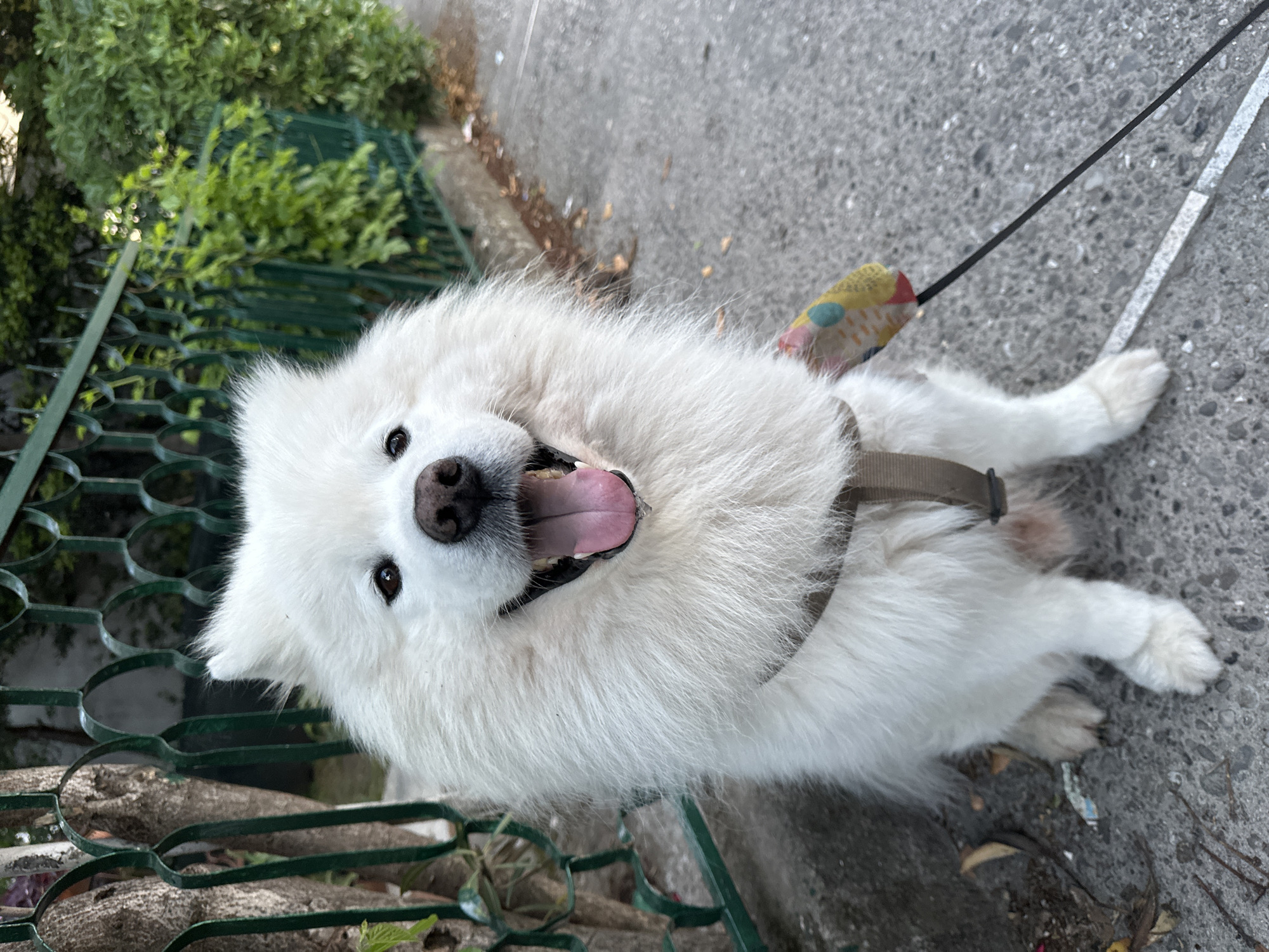A white Samoyed dog lies on its side on a concrete sidewalk, wearing a brown harness and a leash with a colorful handle. The dog's mouth is open with its tongue visible. A green metal fence borders a line of green bushes to the left. The location appears to be outdoors, likely in the city of Šušanj, Montenegro, given the prompt.