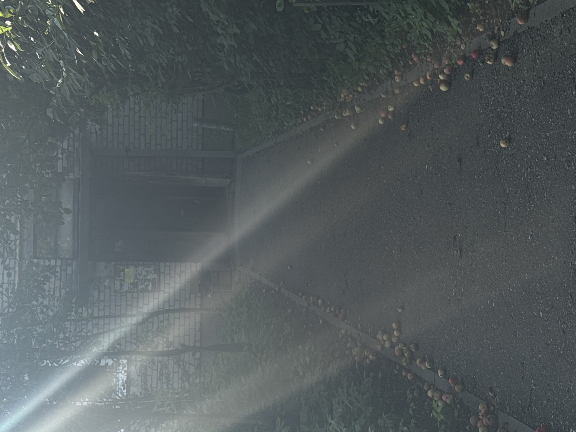 The image depicts a pathway leading to a building with a brick facade. The pathway is lined with numerous fallen apples, scattered on the asphalt and the adjacent grassy area. Sunlight streams through trees, casting distinct beams of light and dappling the scene. The building entrance appears dark and recessed. The environment suggests an outdoor setting, possibly in Yurovo, Russia, given the context. No people are visible in the image.