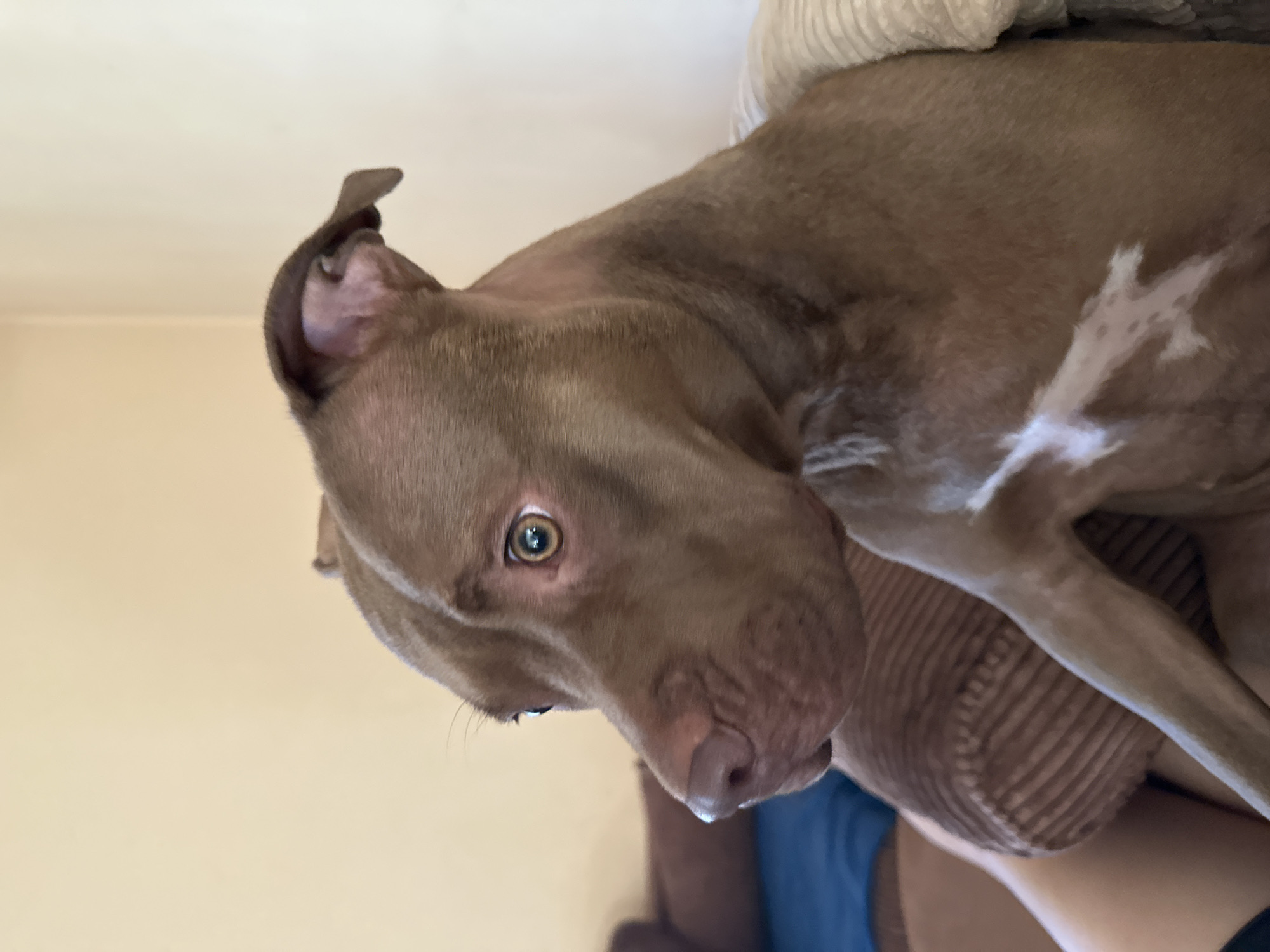 In Malevo, Bulgaria, a brown pit bull dog is seated on a sofa. The dog is facing left, with its head turned towards the left side of the frame. Its eyes are open, and it appears to be looking at something off-camera. The dog has a patch of white fur on its chest. The background is a light-colored wall, and a blue couch is visible on the left side of the image. The sofa the dog is on is brown and has a textured pattern.