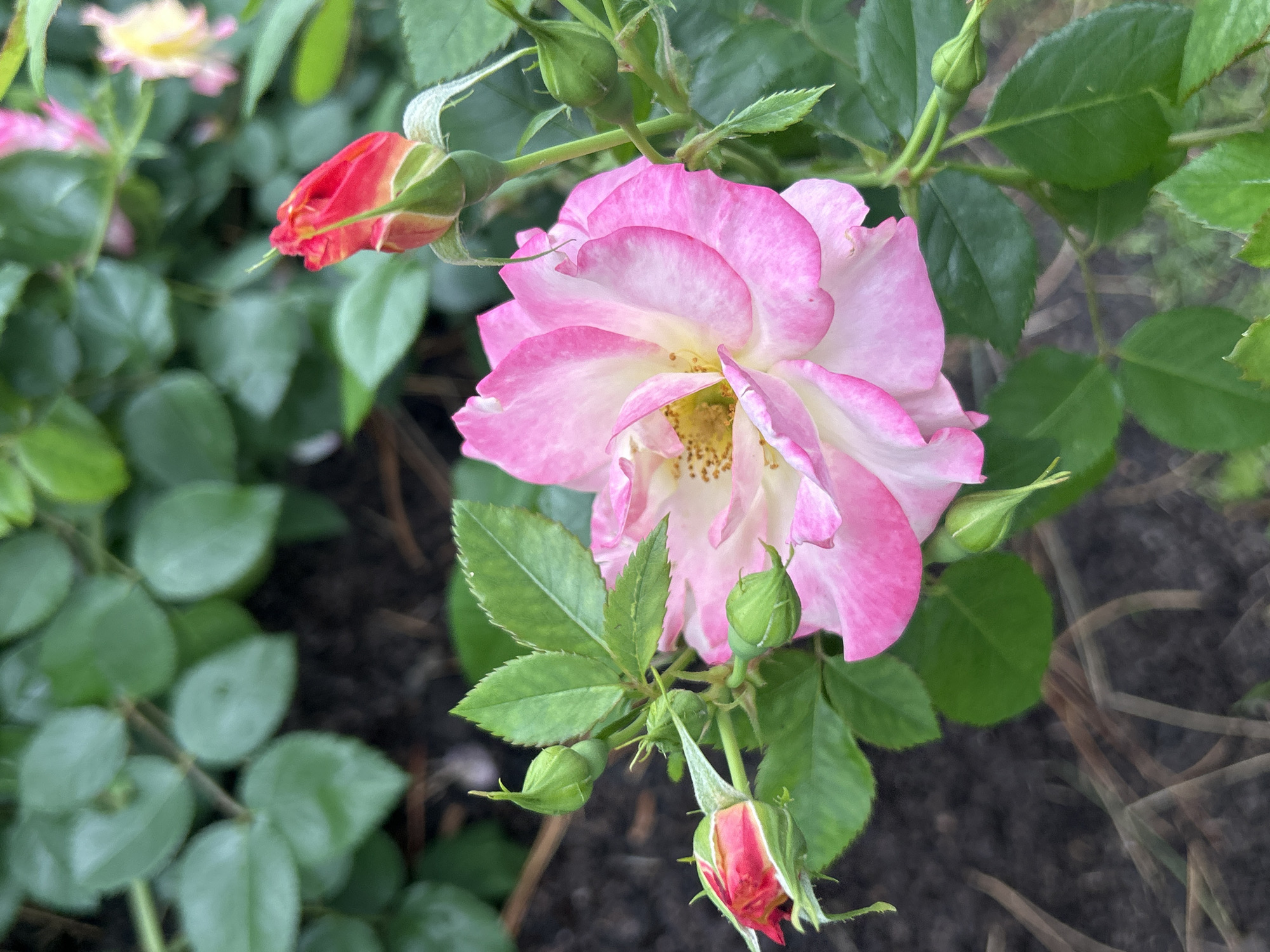 This is a close-up, eye-level, outdoor photograph of a pink and white rose in bloom, surrounded by green leaves and rosebuds. The rose is the central subject, with its petals unfurling to reveal a yellow center. Several tightly closed rosebuds, some tipped with red, are scattered around the main bloom, along with various green leaves and thorny stems. The background is a blur of green foliage and dark soil, suggesting a garden setting. The lighting is soft, indicating it might be overcast or late in the day. There are no people or animals visible in the image. This scene is located in Mount Royal, Canada.