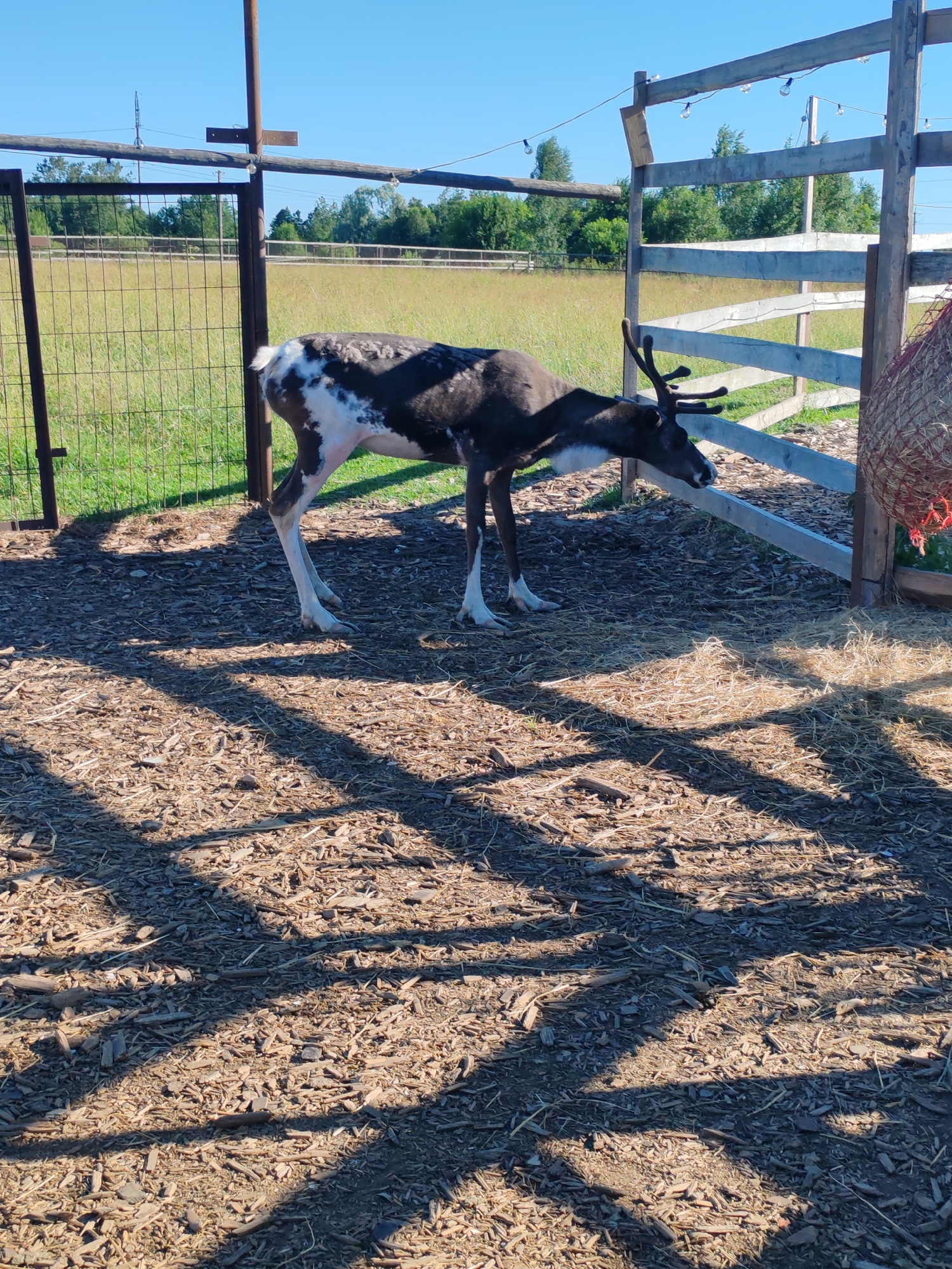 A reindeer with dark brown and white patches stands in an outdoor enclosure. The enclosure has a wooden fence and a wire mesh fence. The ground is covered with wood chips and some dry grass. In the background, there is a field with dry grass and trees. The sky is clear and blue. The image was taken in Lukaši, Russia.