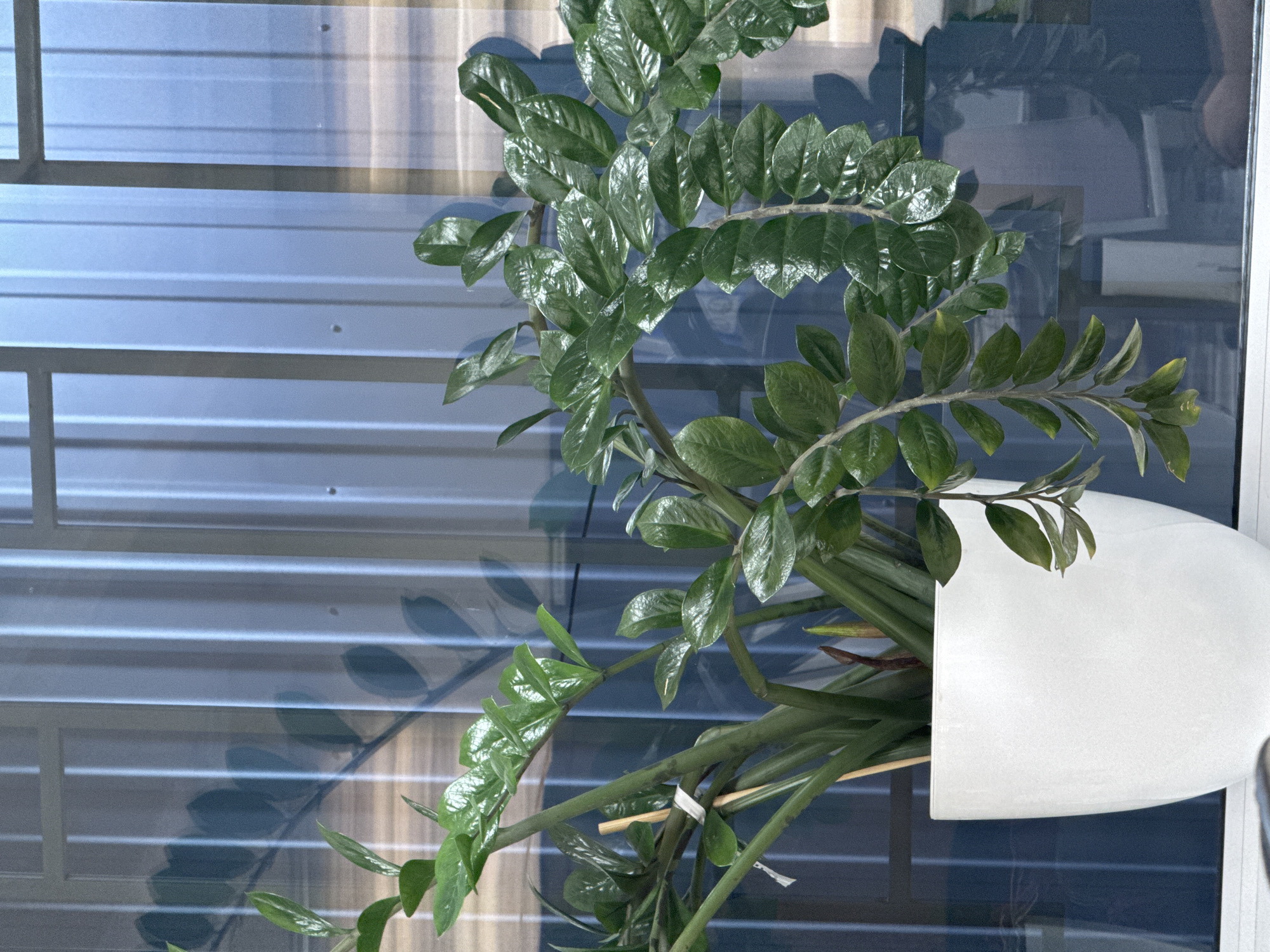 A close-up, eye-level shot captures a vibrant green ZZ plant in a white ceramic pot, placed on a windowsill. The plant's glossy, oval leaves are illuminated by natural light, reflecting a subtle sheen. Behind the plant, a blue, corrugated metal surface creates a textured backdrop, with vertical lines suggesting a wall or outdoor structure. The light passing through a window casts a shadow of the plant onto this surface, creating an artistic interplay of light and form. The scene appears to be indoors, possibly in a home or office, given the presence of a potted plant and indoor lighting. The overall atmosphere is one of calm and natural beauty. The image does not contain any people. It is impossible to determine the specific location within Tashkent, Uzbekistan from the provided image.