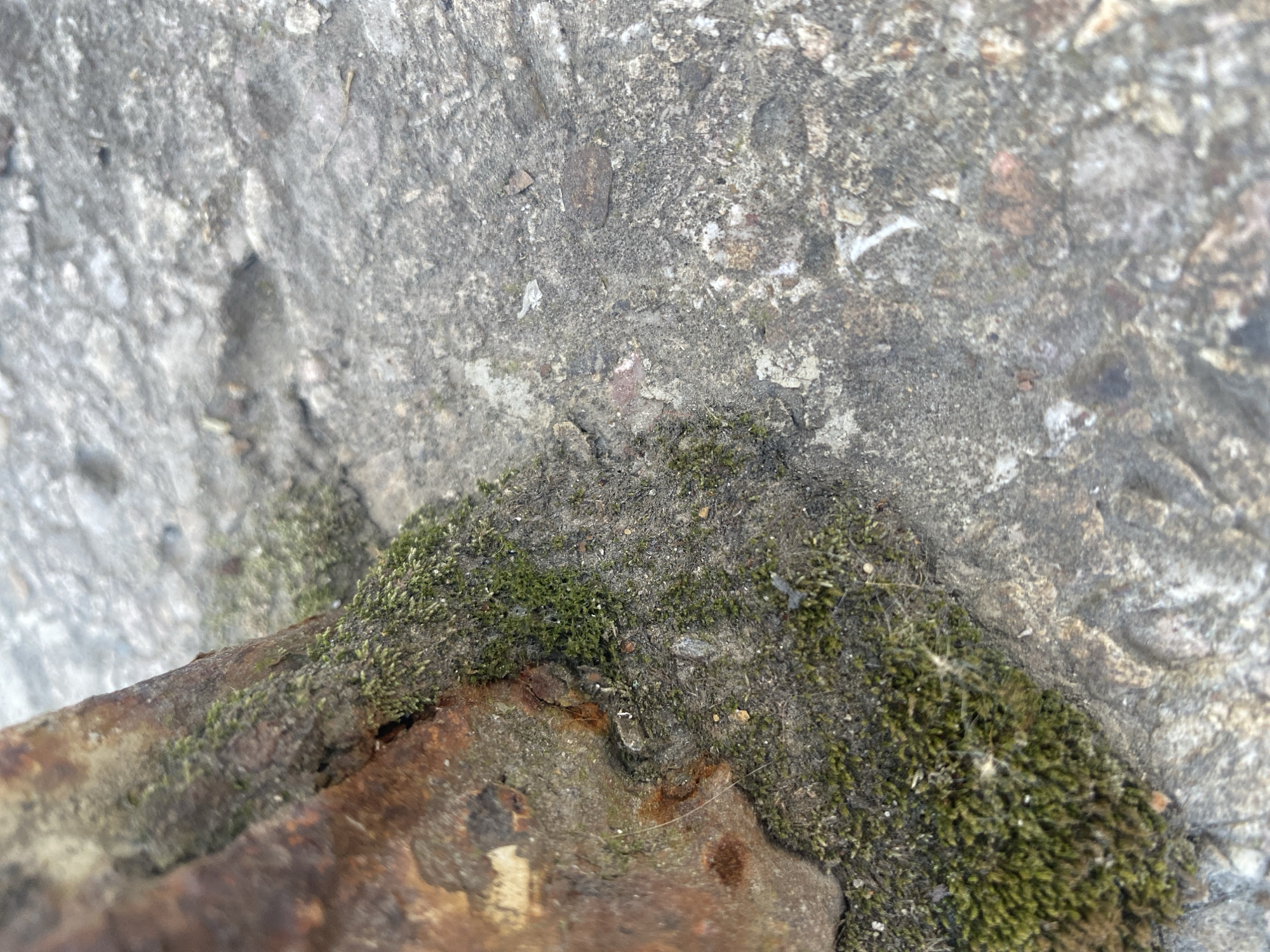 The image shows a close-up view of a patch of green moss growing on a weathered, rusty metal object, which is positioned against a rough, gray concrete surface. The lighting suggests an outdoor environment. Location information (Perm, Russia) is not discernible from the visual content.