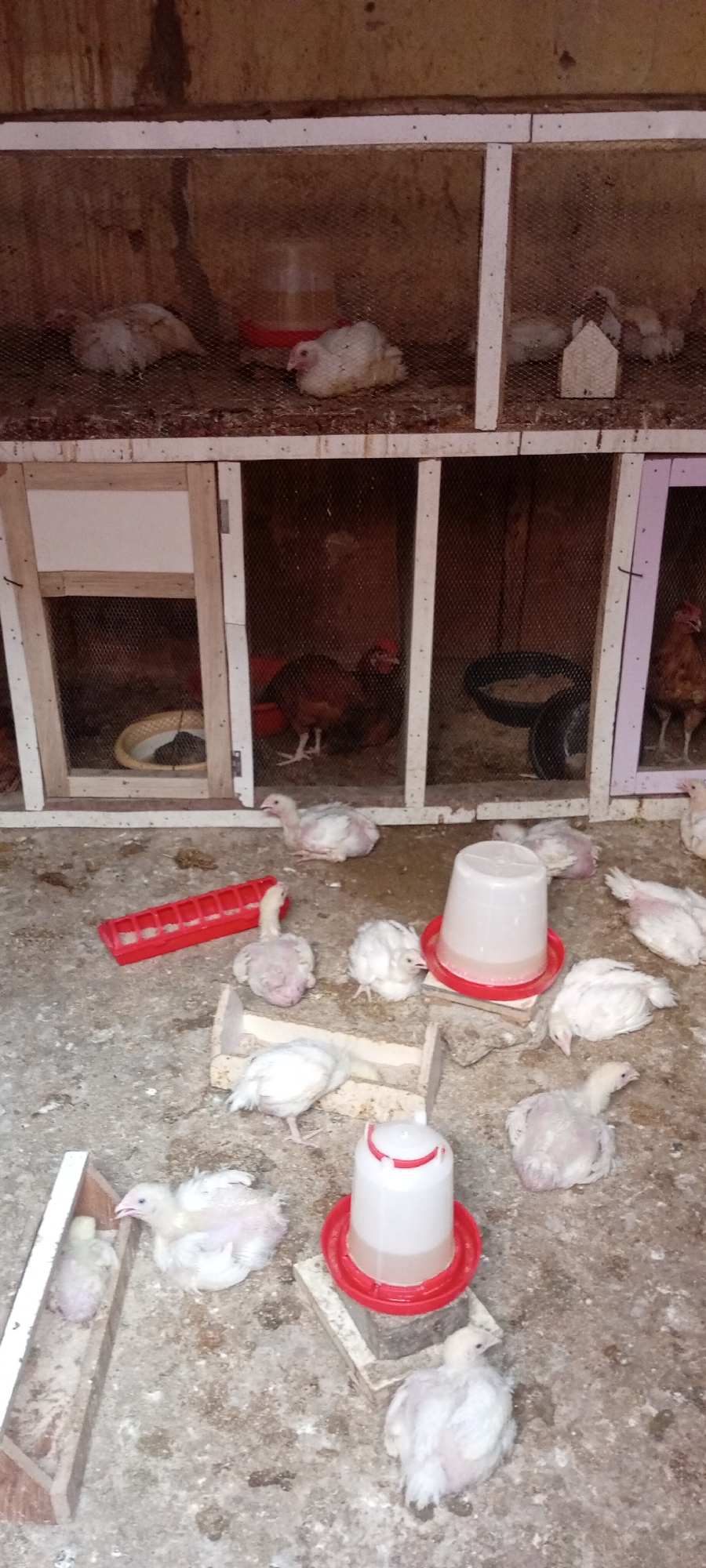 The image shows an indoor poultry setting in Gama, Nigeria. Several chickens are scattered on a concrete floor and within individual caged enclosures. Some chickens are white, others are brown. Several red plastic feeders and waterers are dispersed throughout the space. The cages are constructed from wood and wire mesh. The overall environment appears utilitarian and somewhat unclean.