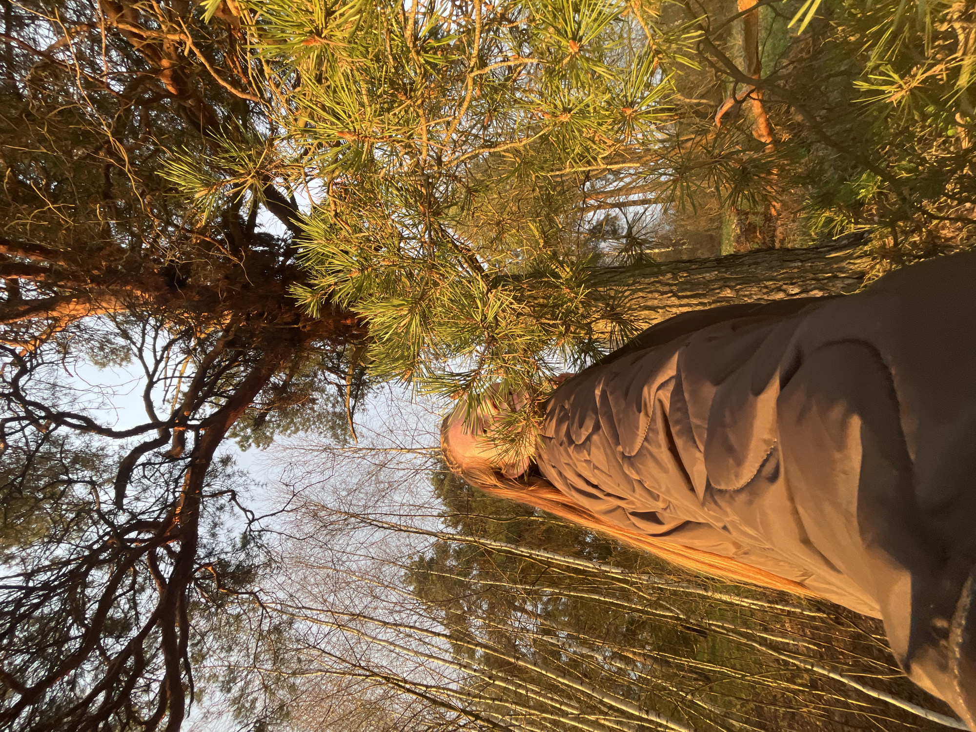 The image depicts an upward view into a sunlit forest canopy, likely during the golden hour of late afternoon or early morning. A person is partially visible on the right side of the frame, facing away from the camera and looking upwards into the trees. They have long, blonde or light brown hair and are wearing a brown or grayish-brown padded jacket.
The scene is dominated by tall trees, with a mix of coniferous species (pine or fir, characterized by green needles that glow golden in the sunlight) and deciduous trees, some of which appear bare-branched, possibly birch, visible with lighter bark further in the background. The low sun angle creates warm, soft illumination, highlighting the texture of the tree bark and the vibrant color of the pine needles. Patches of clear sky are visible through the dense network of branches.
The activity suggests the person is observing or appreciating the natural environment, possibly while walking or pausing in the forest. The warm lighting and natural setting evoke a serene and peaceful atmosphere. The location, consistent with forest landscapes, aligns with the provided context of Раздолье, Russia. No visible text is present in the image.