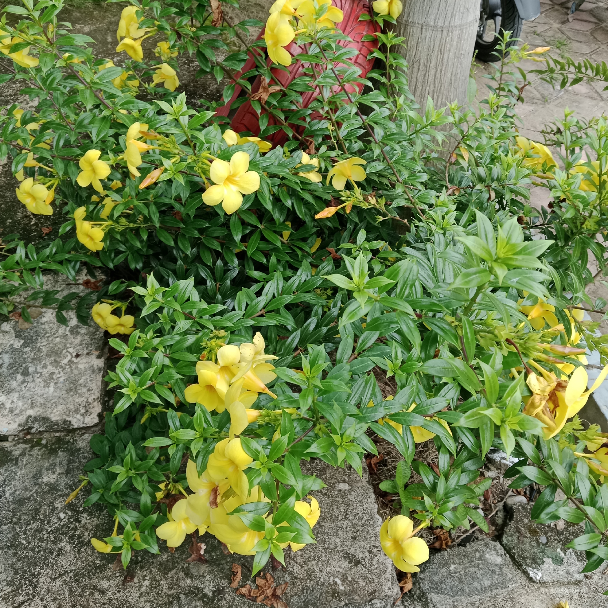 A bush of yellow flowers with green leaves is growing on the side of a paved walkway. A tree trunk is visible to the right of the bush, and a red object is partially visible behind the bush on the left. A motorcycle is also parked in the background.